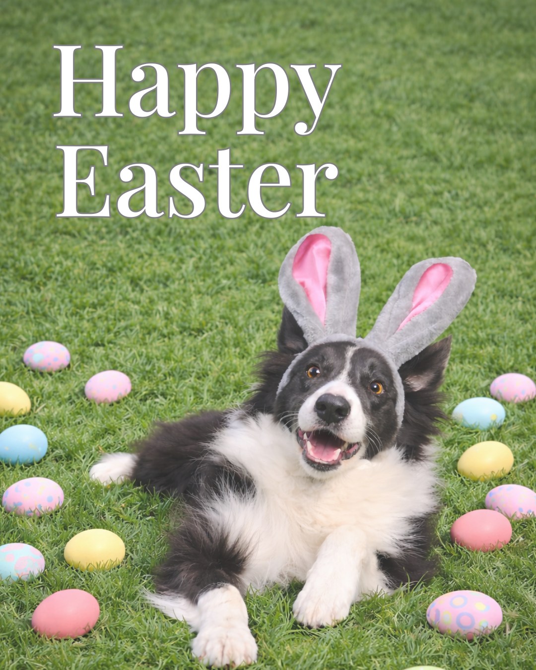 Prince & Pals wants to wish everyone a joyful Easter filled with family, sunshine, and sweet moments.
A friendly reminder to not feed pets any candy or chocolate. It is highly dangerous and can be fatal.
#easter #princeandpals #dontabandon #dogs #dogrescues #dogrescue #rescue #adopt
