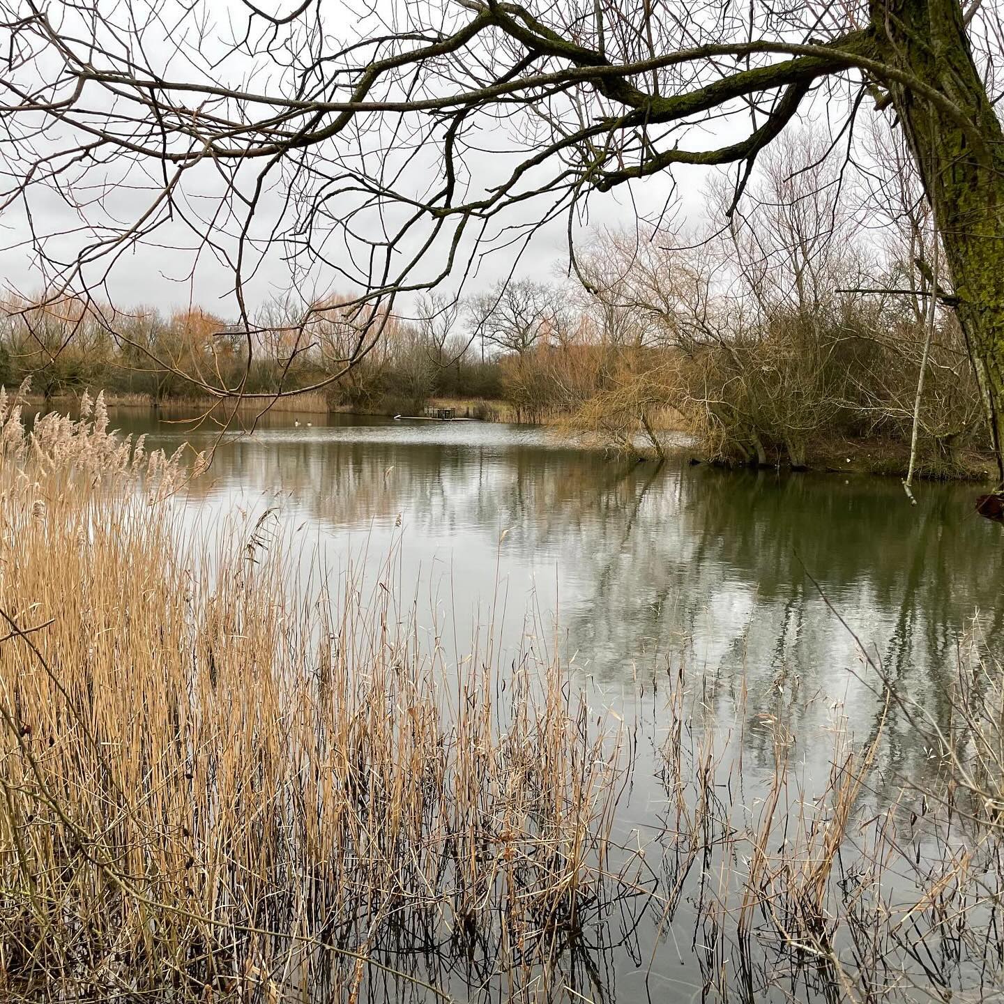 Apologies for the delay responding recently: we have not been on Instagram for a few weeks.
.
It’s been a difficult time: we unfortunately lost our beautiful little cat Smudger at the end of January. She had been ill for some time, with a variety of issues, and we had to make the hard decision when we noticed that she had started to deteriorate.
.
Smudger was the last cat in our household, after we lost her sister Coco in 2022. Over the last 18 months, Smudger has been at our sides (or on our laps) constantly, and she has left a large hole in our little family.
.
They had both been rescued, along with 3 other siblings, as week-old kittens, abandoned in a shoebox in the middle of winter 16 years ago.
.
Again, we would like to thank @themayhew, who rescued them all those years ago, as well as Moreton Hall Veterinary Centre for nursing Smudger through her many illnesses, and @suffolkpetcrem for giving her such a good end.
.
These photos were taken at the lovely lake at Suffolk Pet Crematorium, which was looking very subdued and calm.