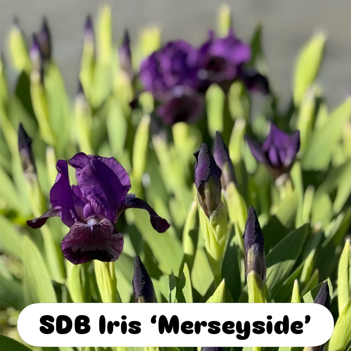 While we may no longer be open to the public that won’t stop us sharing lots of iris photos from our beds! First one putting on a show here is SDB Iris ‘Merseyside’ #mailorderplants #beardedirises #britishgrown #plantnursery #hardyplants