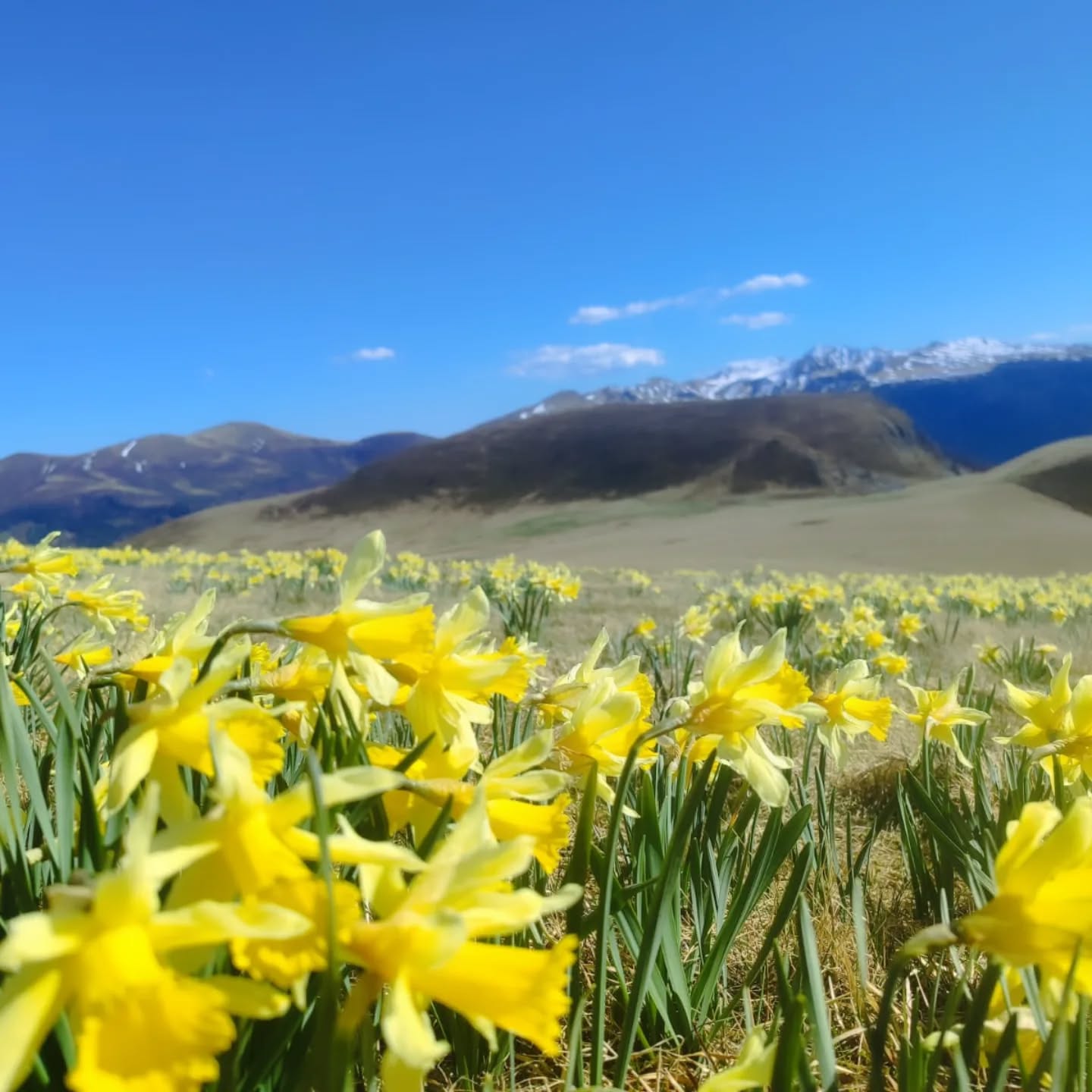 "Plénitude"
parfois une image vaut mille mots😉
Bon week end !
🧭Plateau du lac du Guery
#massifdusancy #photopaysage #printemps #auvergne_focus_on #naturelover❤️