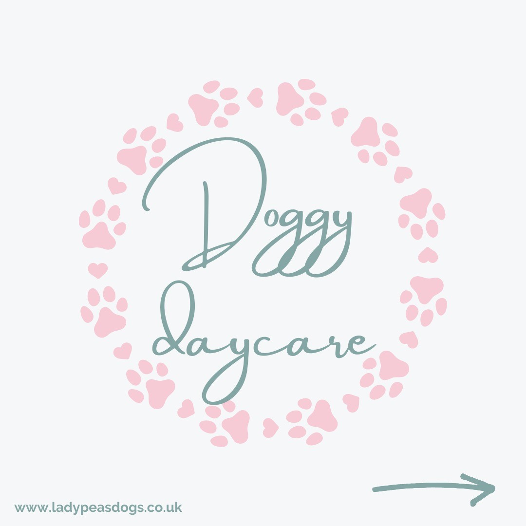 Two Places on Monday and Tuesday have become available for dog daycare. These places can be for just term time or even if you are looking at a permanent place. To enquire more please email info@ladypeasdogs.co.uk
#dogdaycare #doggydaycare #doggiedaycare #daycarenearme #dogdaycarenearme #dogdaycareinlincolnshire #ladypeasdogs