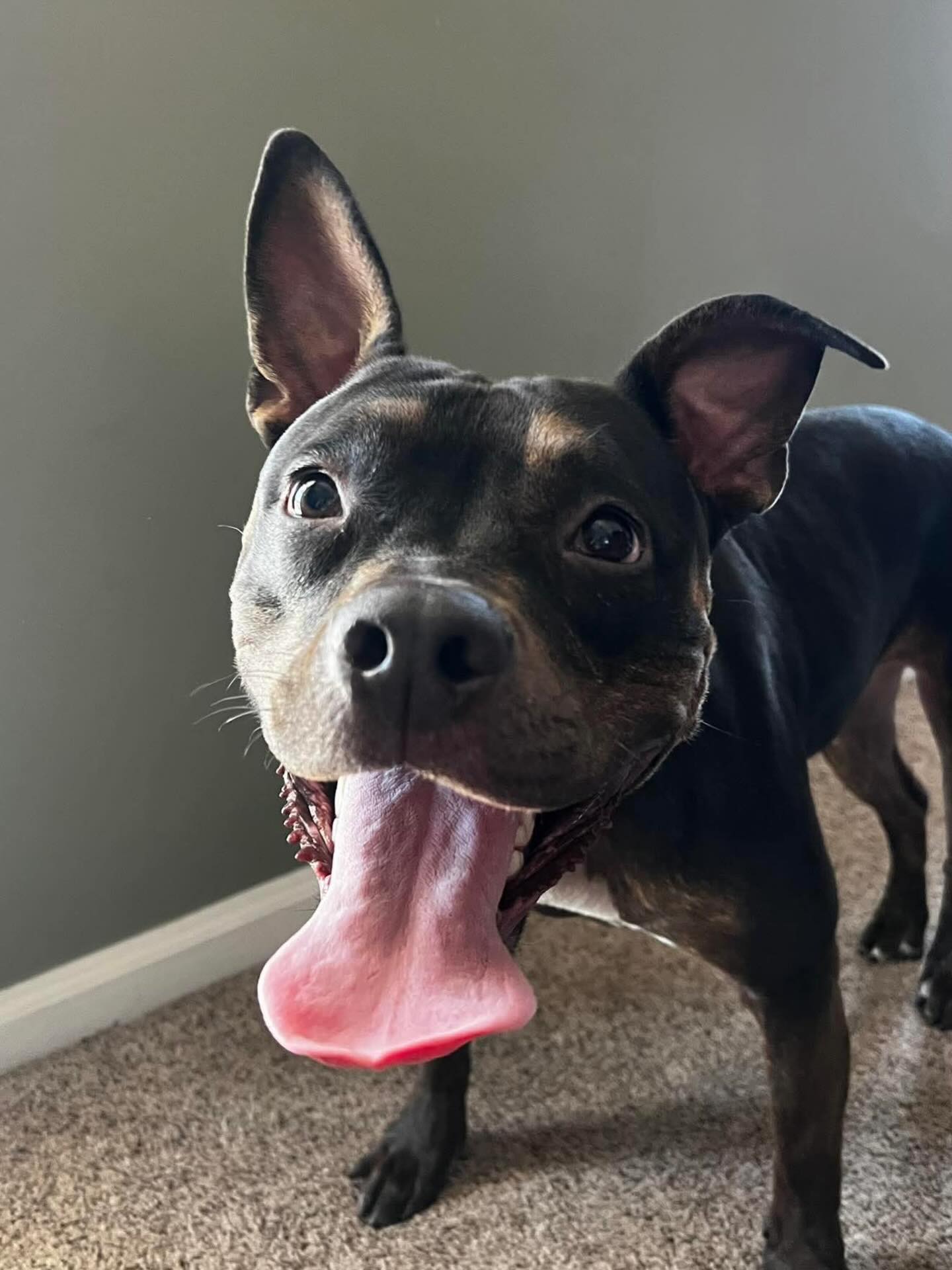What’s better than coming home from a day at work? Coming home to Matilda after a day at work, of course!
This pretty girl is so full of love, just look at that smiling face 🩷. She knows her forever family is out there. The one that will be just as excited to see her as she is to see them everyday. Think that might be you?
Head to https://www.madeapromiserescue.org/dogs/matilda to apply