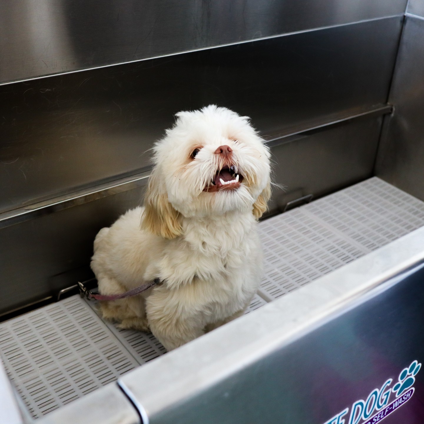 There's nothing like being clean after a relaxing bath! Ask about our soothing massages that can be added to your dog's bath for a true Haute Dog experience!