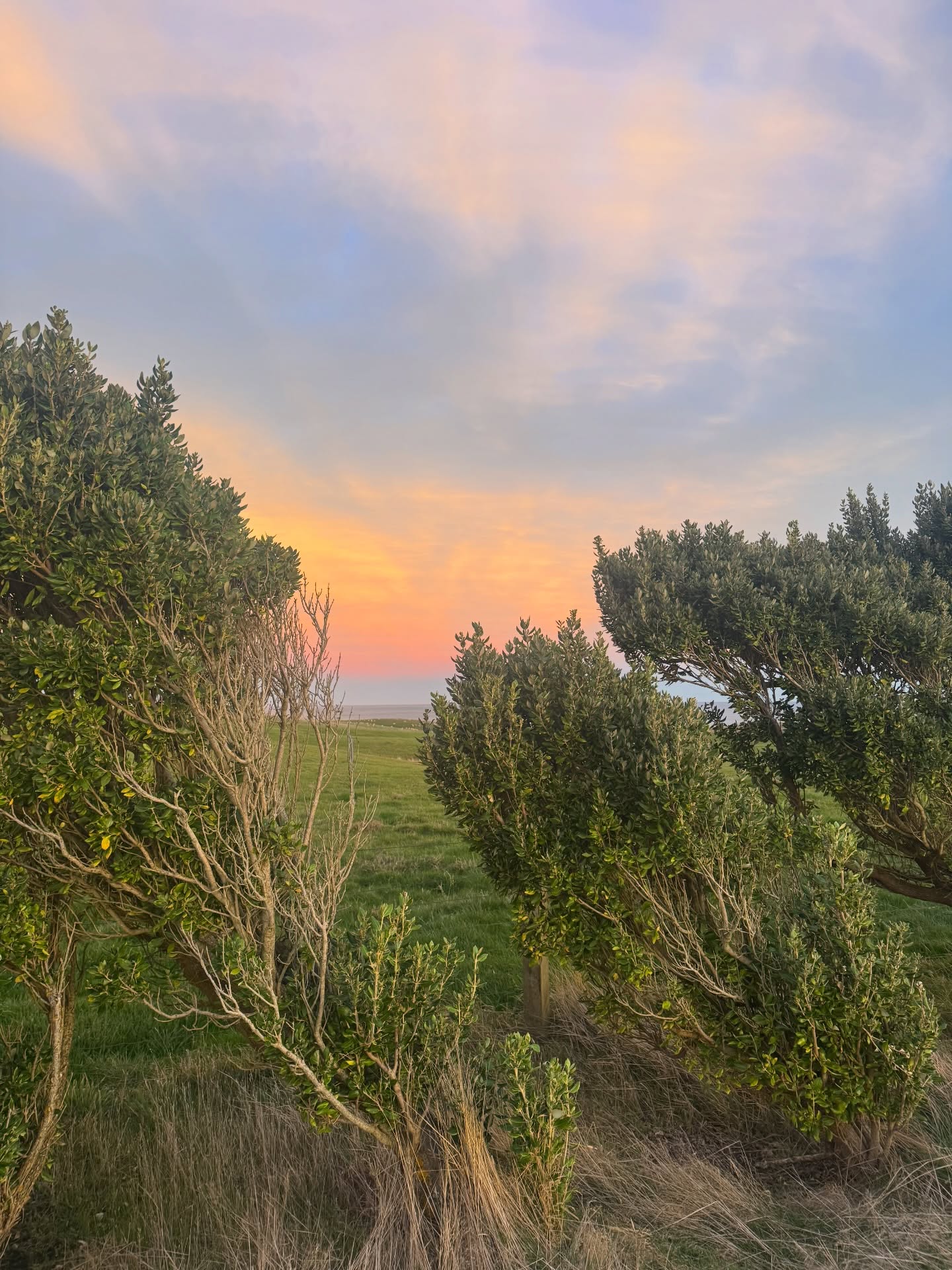 Les couchers de soleil sur les arbres couchés de Nouvelle Zélande à Slope Point🌞
#slopepoint #nouvellezélande #newzealand #goldenhourphotography