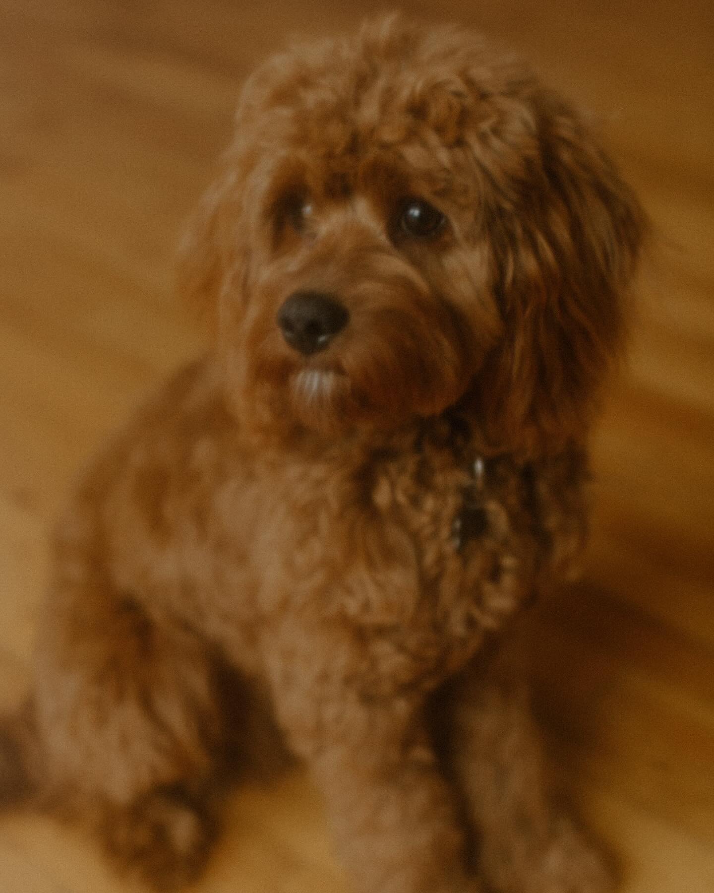my husband and I recently got a puppy, so naturally I had to have a mini photo shoot with him 🤎🐾
