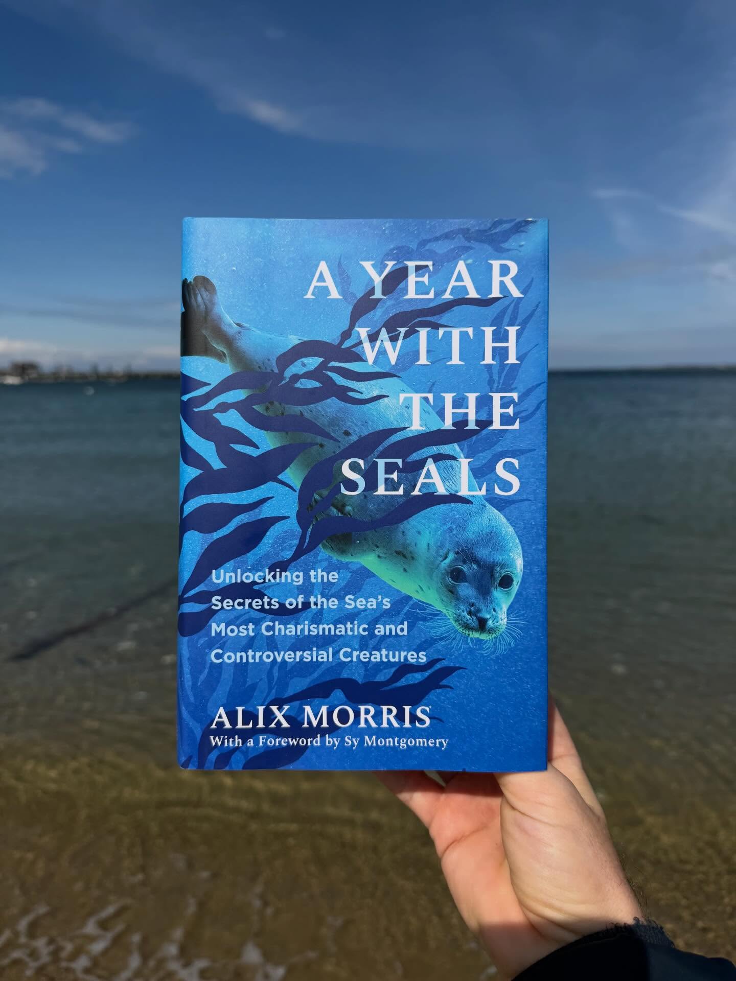 Join Marine Mammal Alliance Nantucket @marinemammalrescueack TOMORROW Wednesday, April 8th from 5pm - 6pm at Mitchell’s Book Corner for a special book club where they will discuss “A Year with the Seals: Unlocking the Secrets of the Sea’s Most Charismatic and Controversial Creatures” by journalist @alix_writes. The event is free and open to all. Alix will be joining virtually at the end of the event to answer all your seal questions for this special book club so don’t miss it!
Delve into the intelligence and magnetism of seals while learning about their complex relationships with humans, nature, and each other. Marine Mammal Alliance Nantucket will describe how the book’s themes dovetail with their work, in an interactive and engaging in-person gathering.