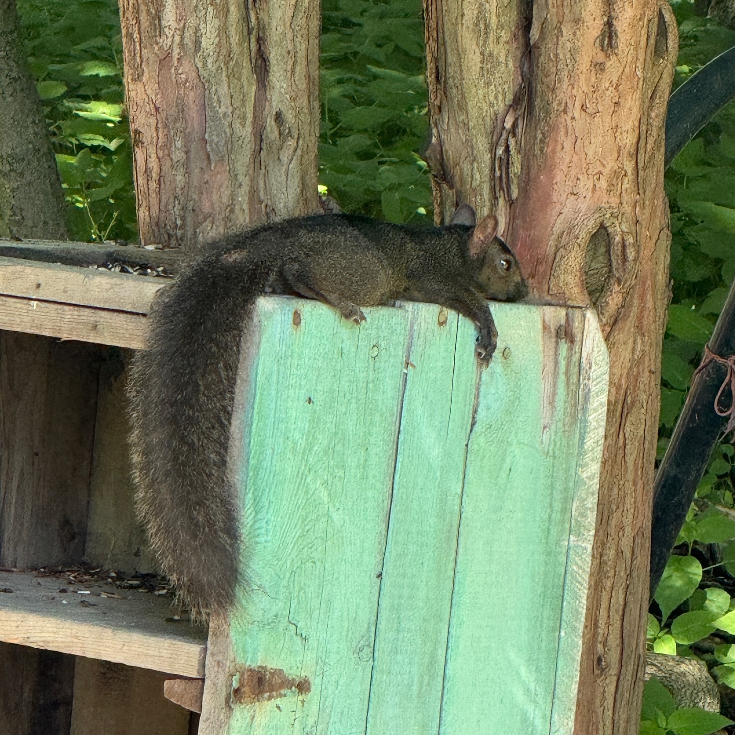Bribes d’une magnifique journée d’été
.
.
.
.
.
.
#été #summer #squirrel