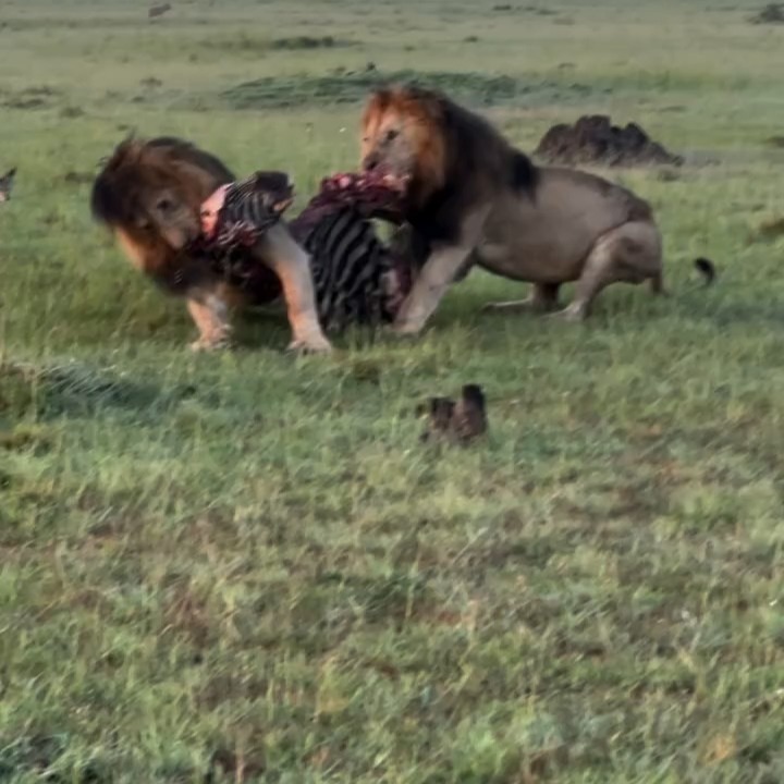 The Great Definition of survival for the fittest in the wild with Planet GOGO Adventure.
Two male lions fighting for the Fresh Zebra Meal Lefting the jackals around with fallen pieces.
www.planetgogoadventure.com
#lions #safariphotography #serengeti #tanzaniasafari #wildlifesafari #adventurous