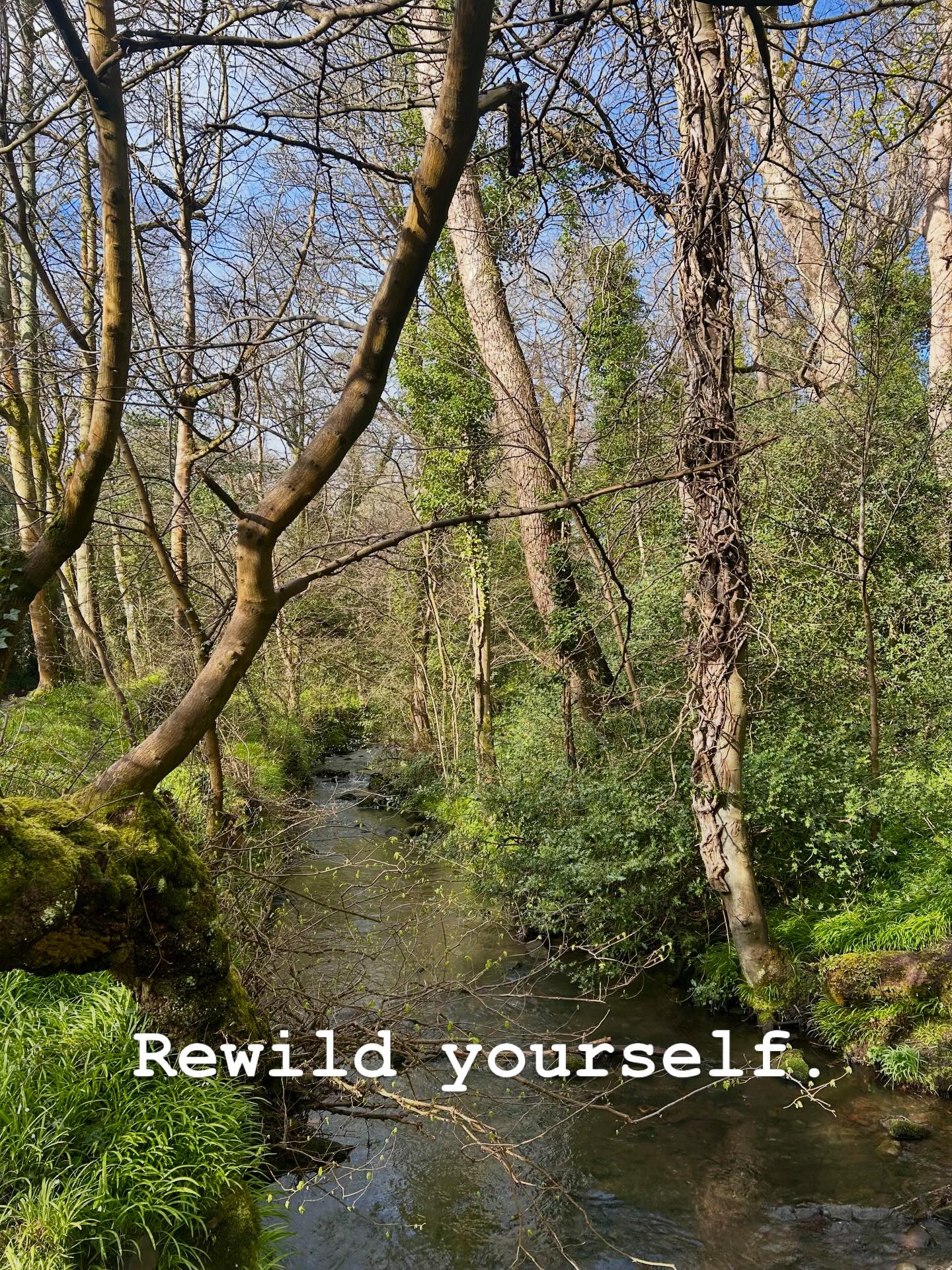 Happy Easter. The spring equinox has passed, Easter is here. It’s time to step outside. Rewild yourself.
#forestbathing #forestbathing🌲🌲🌲 #forestbath #forestbathingscotland