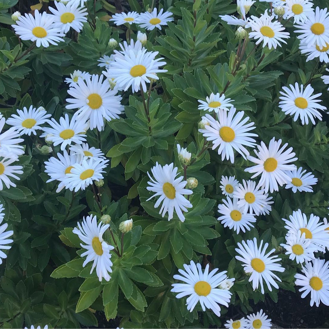 Spring is a wonderful time to visit Salem, with longer days and beautiful blooming flowers. Explore the city's rich history with the Salem on your Own app. Immerse yourself in the charm and culture of this historic town! ๐ท๐ธ