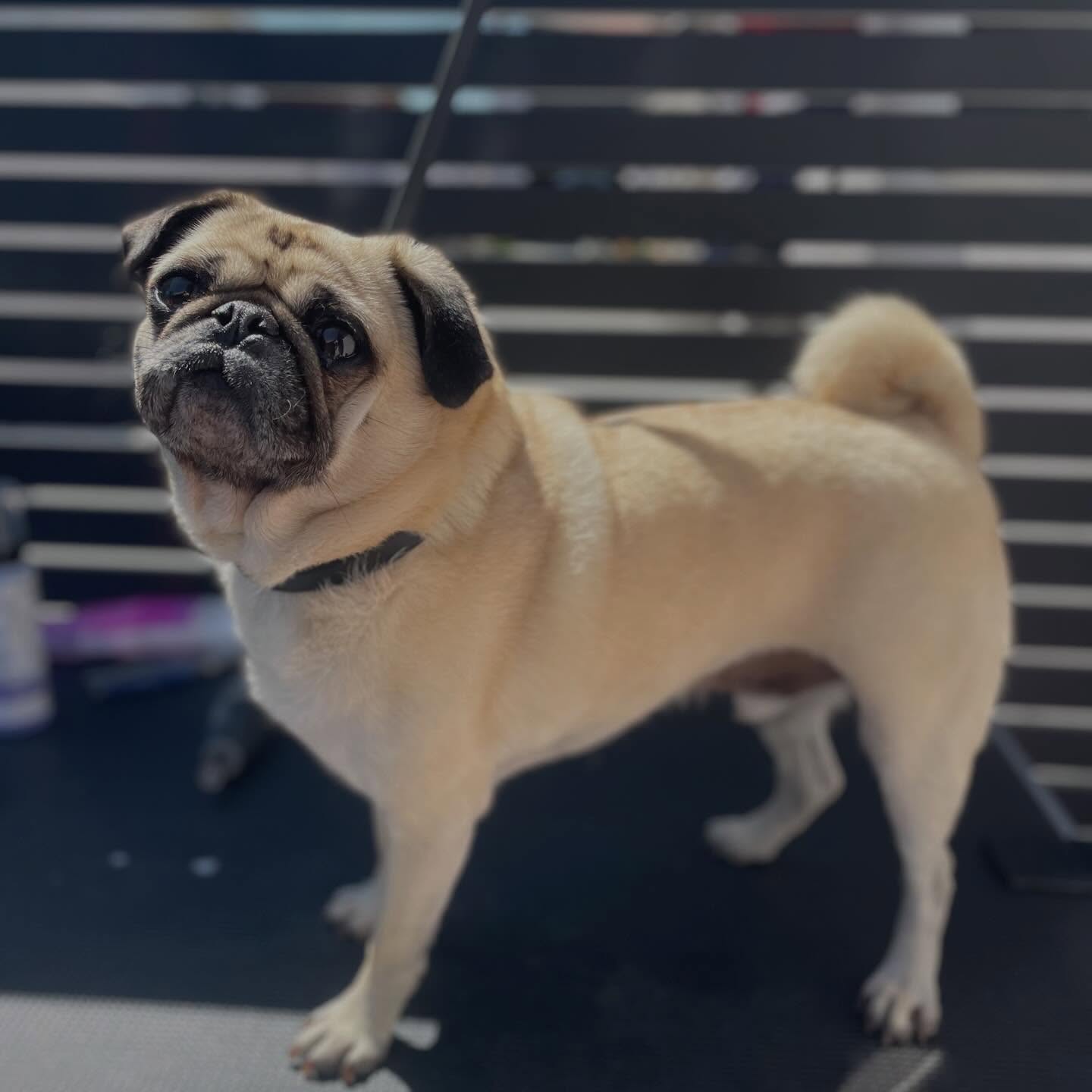 Member Finnegan loves his Spa Days! ✨
This gorgeous boy requires special handling due to his illness that makes regular salon visits a hassle. Our
“Mobile At Home” approach makes his grooming days a breeze! No more hassle of the long car rides, keeping the car seats clean, and most importantly he gets to stay in his most comfortable place 🏠
##socal #pugs #pugrescue #mobiledoggrooming dogsofinstagram