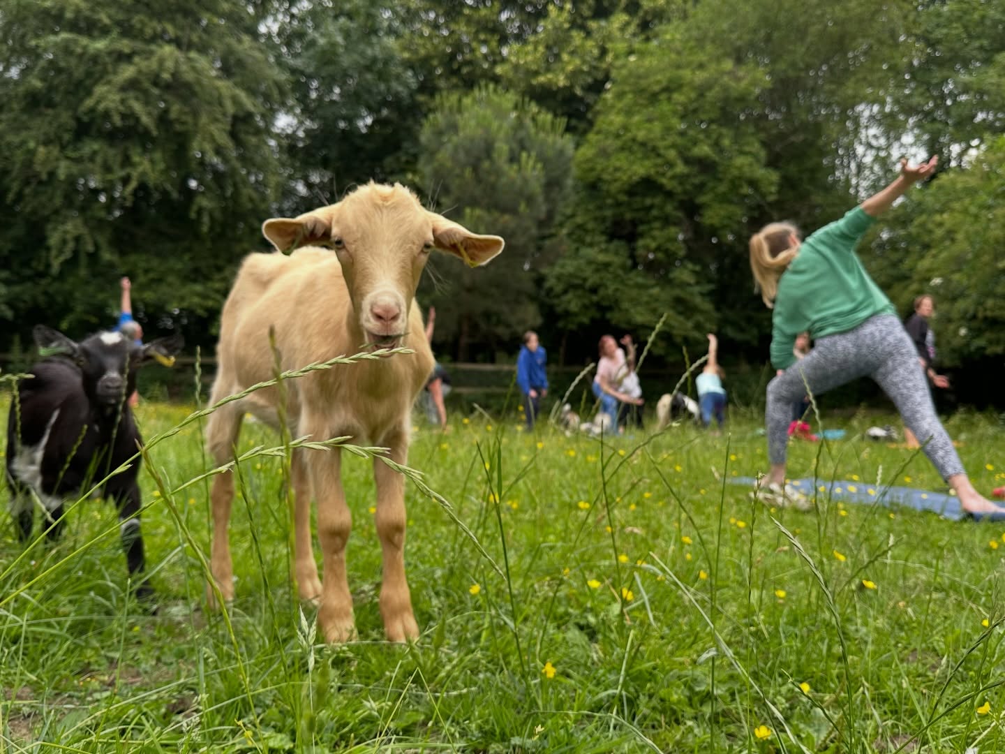 ❣️GOAT YOGA IS BACK 🐐 🧘
Our very highly anticipated goat yoga sessions are returning this May, with the cutest bundle of baby goats waiting to join in!
Join us for a unique 1.5 hour experience where you’ll be guided through a gentle, all-abilities session by the wonderful Jane Collins, surrounded by our friendly goats and their playful babies. No experience needed, just bring a mat, dress for the weather, and come ready to relax 💛
With 3 dates available, it’s the perfect gift for you and a friend or a well-deserved treat for yourself 🫶
🎟️ Book now: Link in bio!
👀 Want priority access next time? Friends of the Farm get exclusive early booking and a cheeky discount!
Spaces are limited and will sell out! 🐐
#goatyoga #charity #sheffieldissuper #sheffieldevents