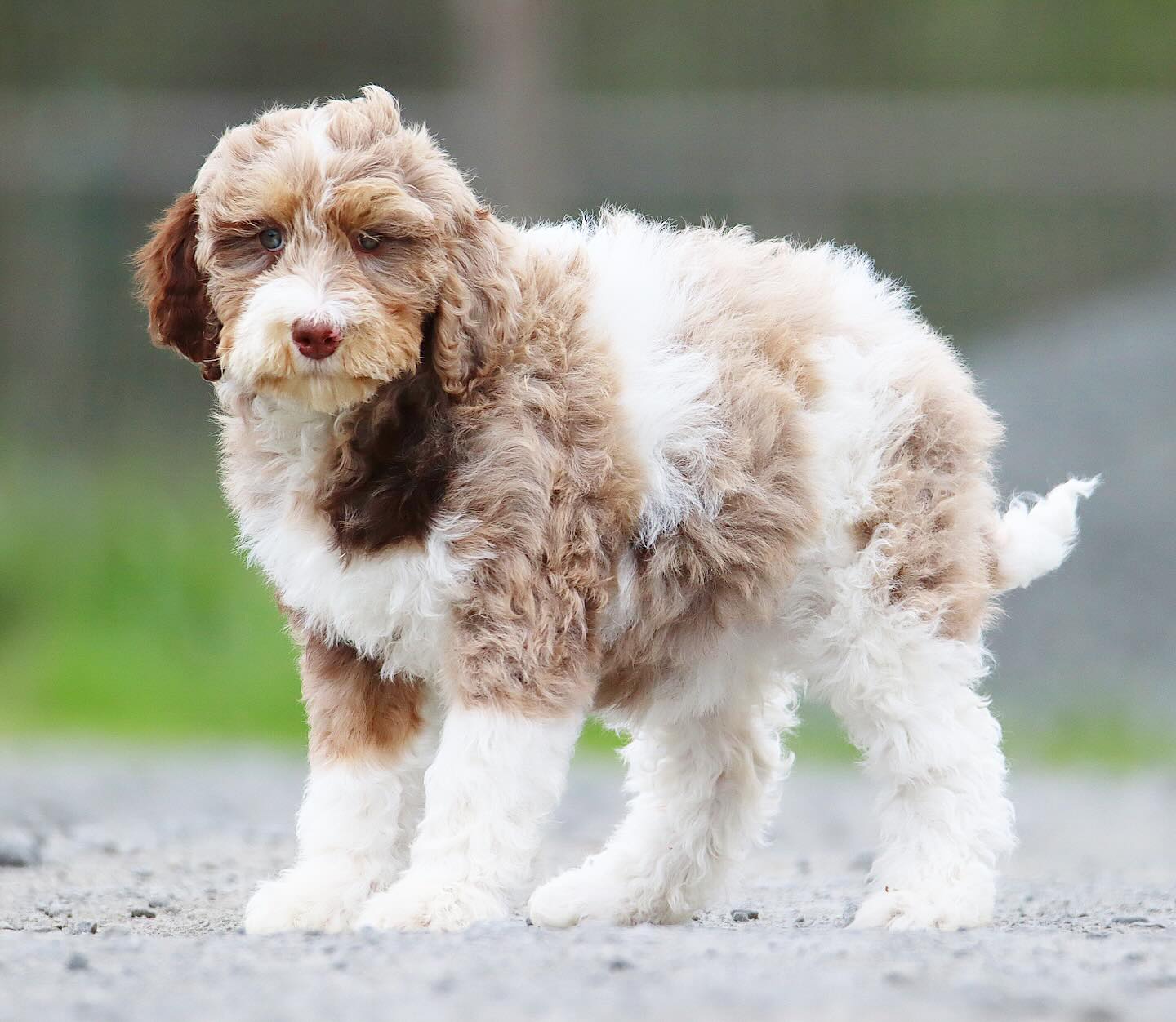 Georgie’s last two available puppies - small standard F1B bernedoodles www.LKBernedoodles.com #LKBernedoodles