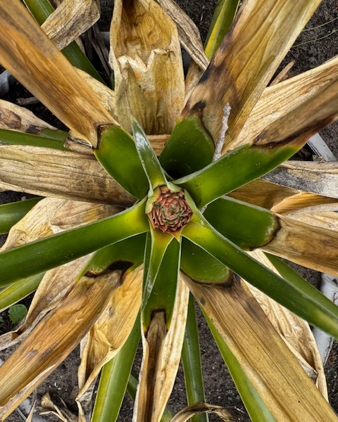 I can’t believe it… a BABY PINEAPPLE is growing!! 🍍✨
After that extra cold Florida winter, I was convinced my pineapple plants were done for… but nope — this little overachiever had other plans.
She may not be the prettiest plant right now, but I’ll be watching this tiny pineapple grow all summer long like it’s my new favorite reality show 🌱🍍
Proof that sometimes the best things still grow after a tough season… in gardens AND in life.
If you’re dreaming of a backyard where you can grow your own little surprises like this, let’s find it 📲 904-505-9998
#realtorlife #listedtosold #findyournest #homesweethome #kellerwilliamsagent #kellerwilliansrealtyatlanticpartners #homebakedwithjoanne #jaxrealtor #jaxrealestate #jacksonville #jaxrealtoronthemove #jaxrealestateonthemove #thegriffinteamsellsflhomes #joannegriffinsellsflhomes #gardeninglife #floridagardening #growyourownfood #homegarden #backyardgarden #pineappleplant #gardenwins #plantsmakepeoplehappy