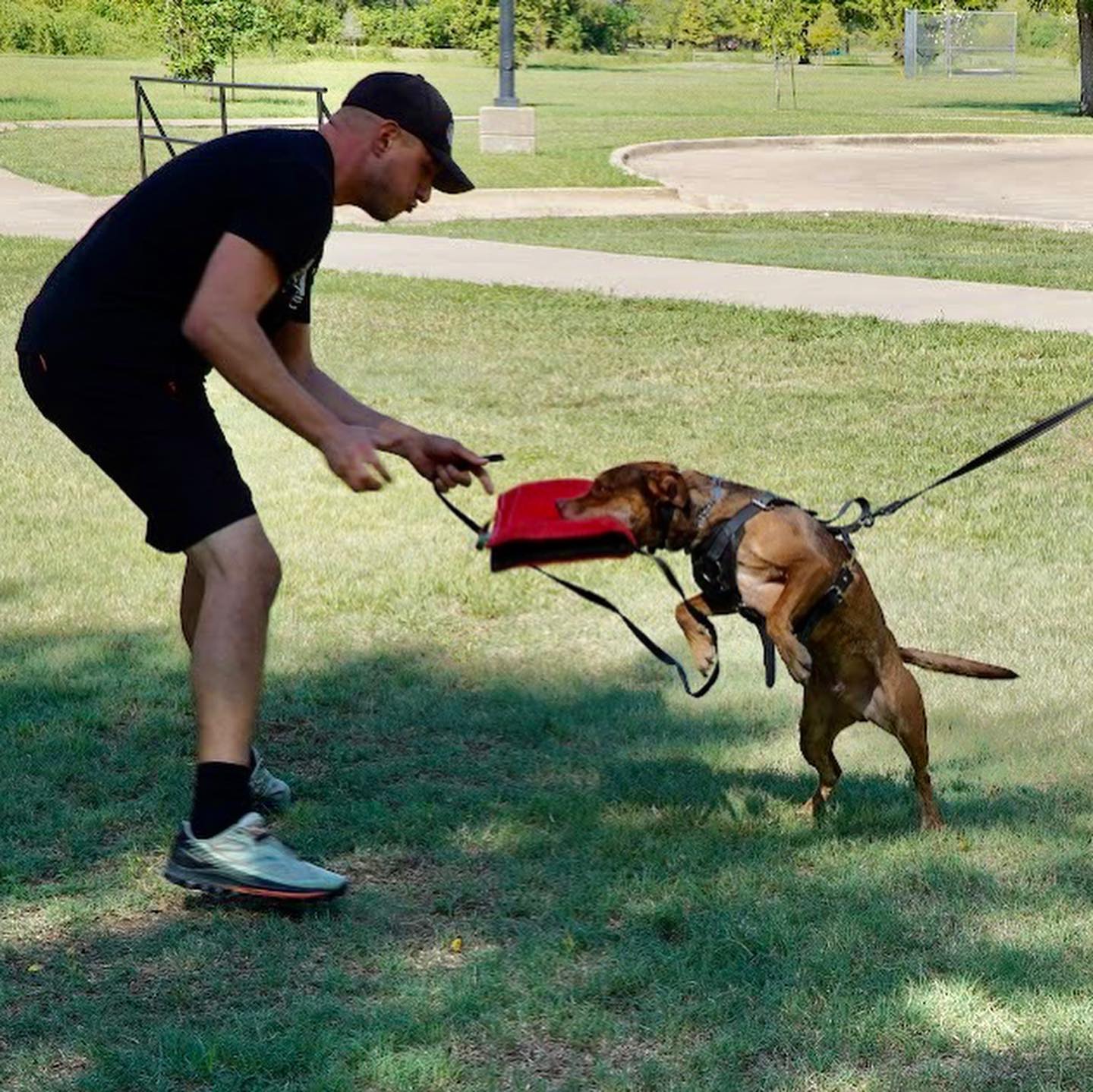 Some awesome pictures taken by @mister_kang91 🔥
@elevatedcaninedfw
@meccacanine
#dogtraining #dogtrainer #workingdog #pitbull #pitbullmix