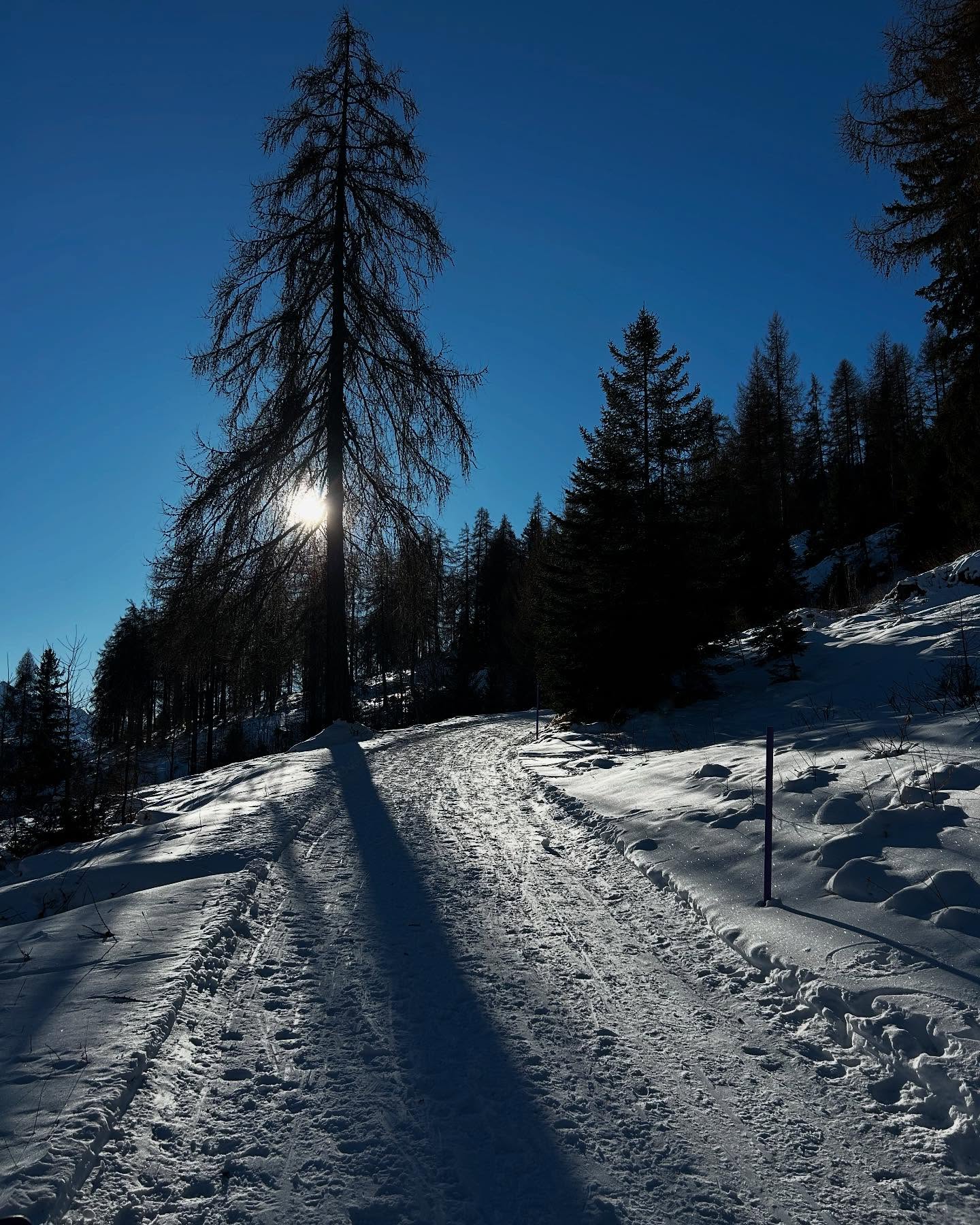 Perfekte Schlittel- und Winterwanderwege in Mon und Stierva 👍🏼