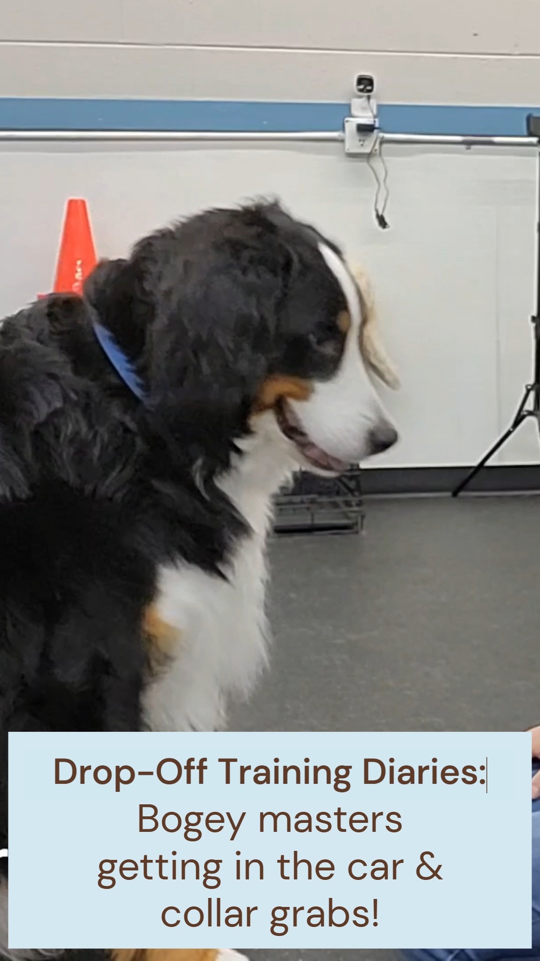 We understand that every dog is different, each with their own personality quirks and behavioral challenges. We work with you to determine the goals you want to achieve with training, and we learn what motivates your dog - whether it's food, toys, or attention - to build clear communication and lasting results. Your pup makes progress while feeling secure and cared for - and, of course, having fun!
Interested in Drop-Off Training? Reach out! We'd love to welcome your family to the Ruff Life pack.
๐พ๐พ๐พ๐พ๐พ๐พ๐พ๐พ๐พ
#DogsOfFacebook #AshevilleLife #DogsOfAsheville #DogsOfInsta #DogLoversCommunity