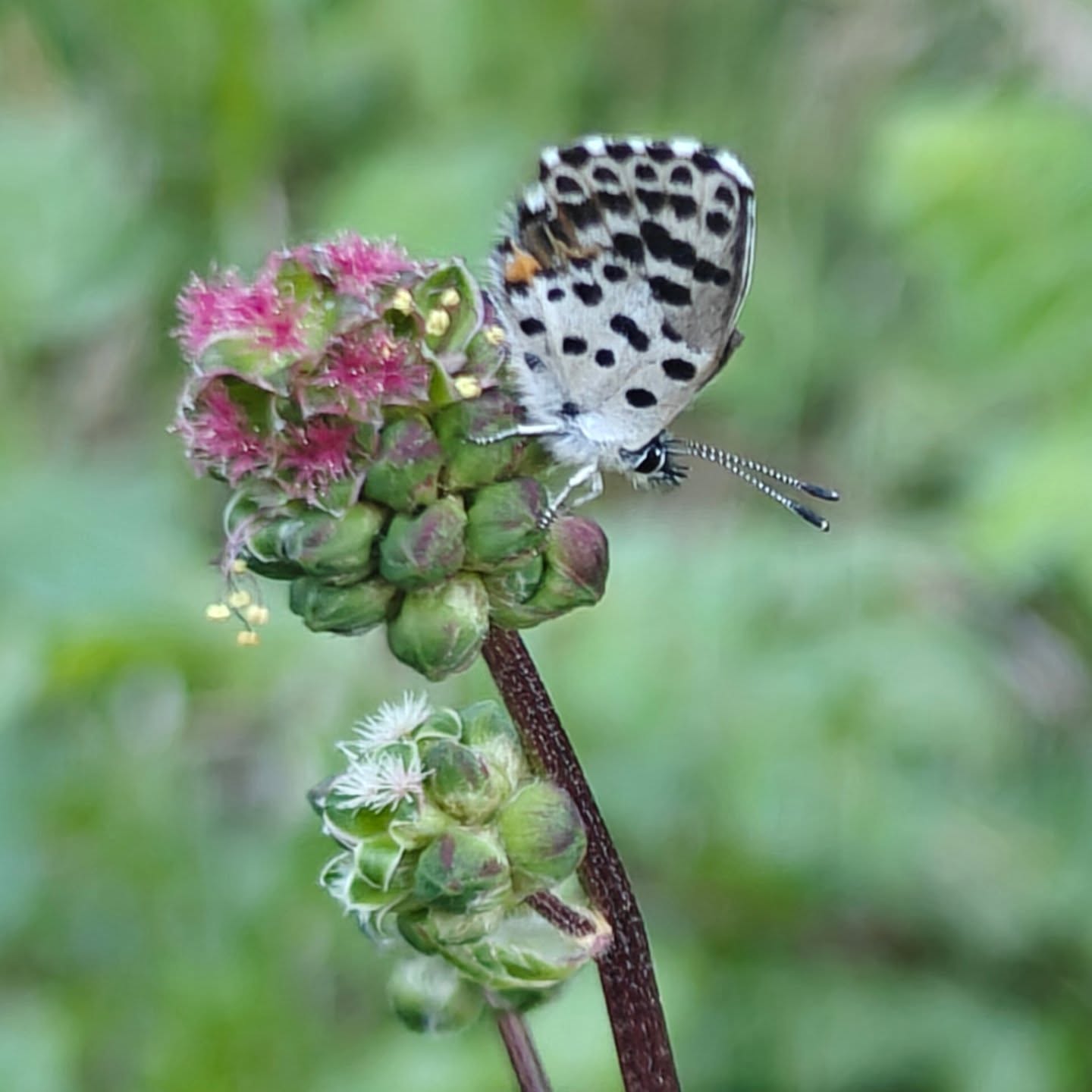 natur mag ich am liebsten. google sagt, das ist ein fetthennen-bläueling auf dem wiesenknopf. ob das stimmt, weiss ich nicht, aber hübsch ist er 💙