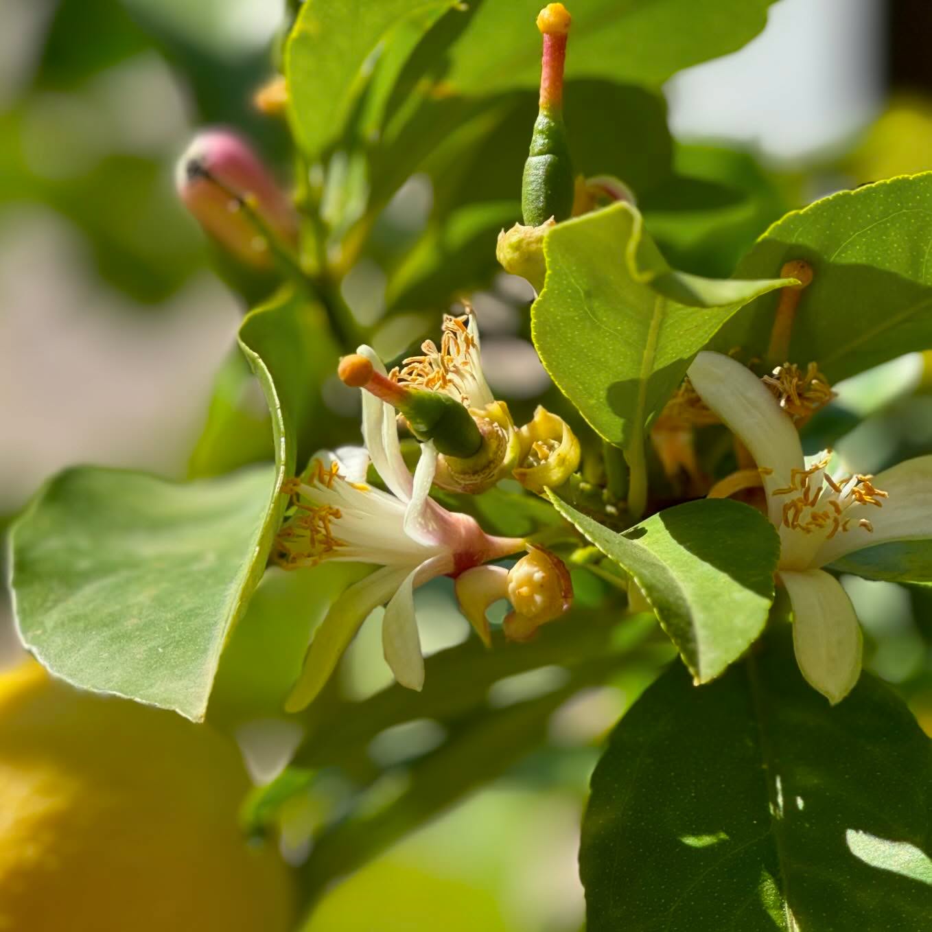 🍋🐝 #lemontree #lemon #spring #bee #pollination #lemonflower