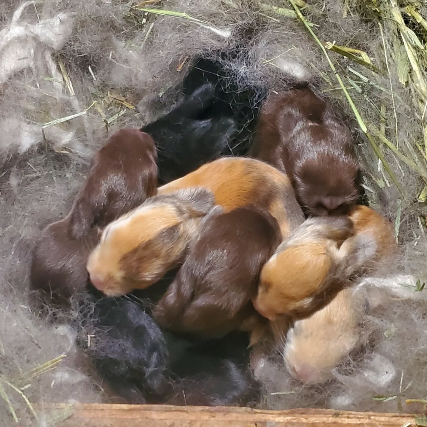 Our newest Polish litter. You may notice some don't look like the others. Those are Harlequin kits that the Polish doe is fostering. The day after the Polish litter was born, the Harlequin litter was born but we lost the doe due to complications from kindling. She had 7 babies. Only 3 remain and are being fostered and raised with the Polish litter. They are all now a week old and seem to be doing well. Still heavily monitoring them. It won't be long before they start opening their eyes. Keeping fingers crossed that they keep thriving.
www.mysticmoonlightfarm.com
#mysticmoonlightrabbits #mysticmoonlightfarm #rabbits #rabbitlitter #rabbitbreeder #babybunnies #rabbitsofinstagram #bunnylife #bunniesofinstagram #polishrabbit #rabbitry #kits #newlitter #babyanimals #bunnies #harlequinrabbits #fostering