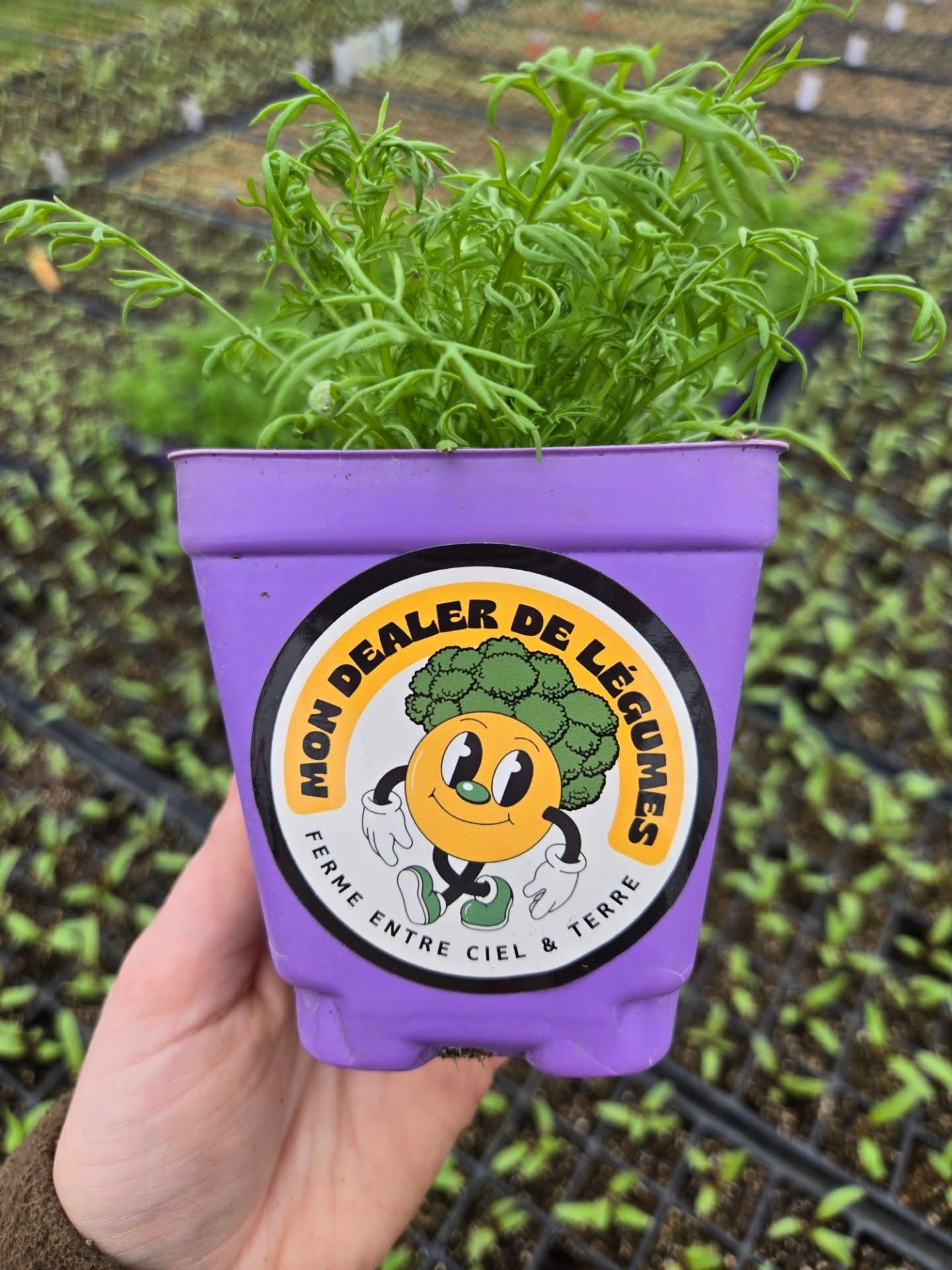 Notre nouveau sticker bad ass 😎
On va en donner au kiosque lors de la vente de plants!
Tu veux le tien?