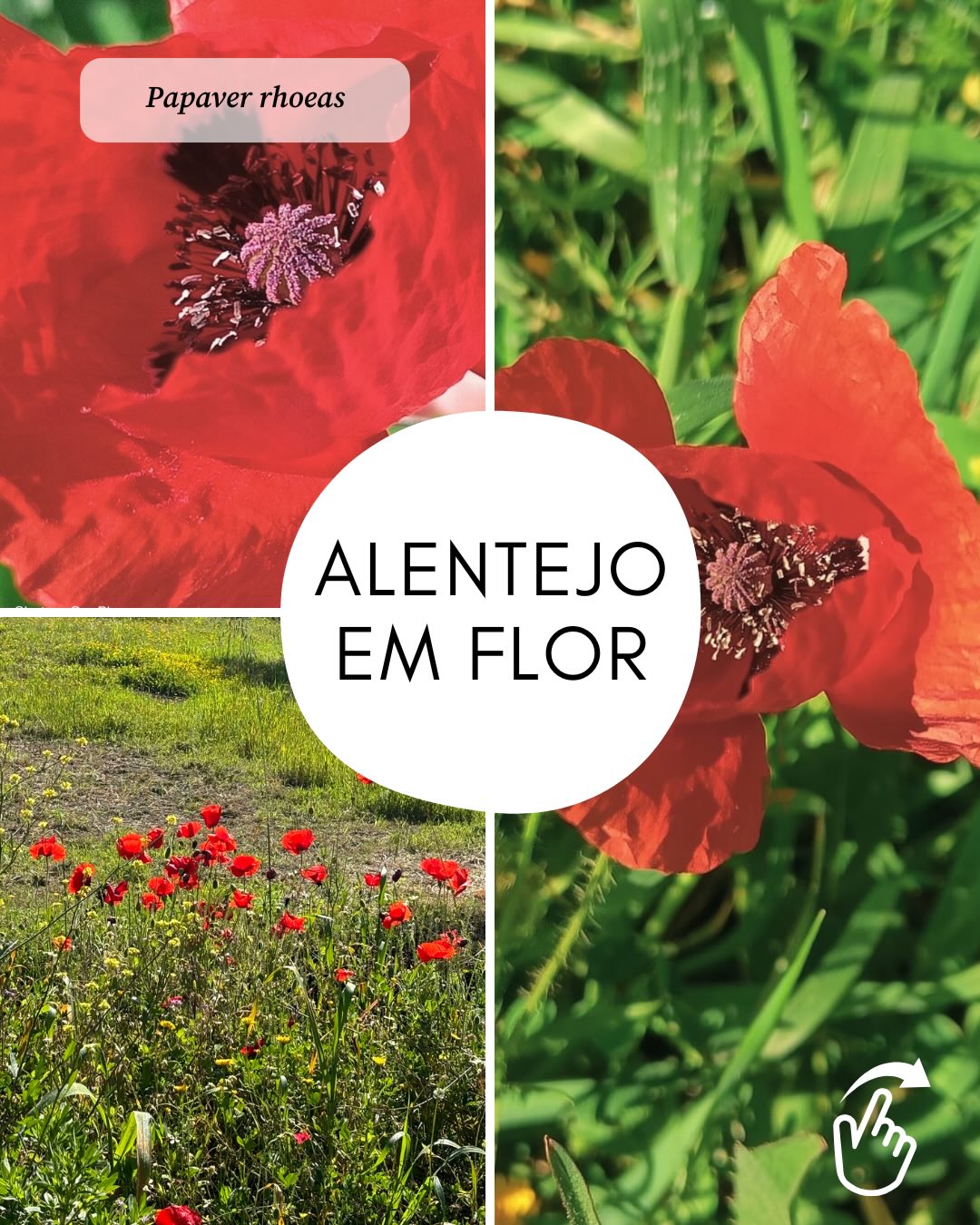 Partilhamos convosco mais uns registos da primavera na nossa região :)
#ameg #associaçãomargemesquerdadoguadiana #margemesquerdadoguadiana #flores #primavera