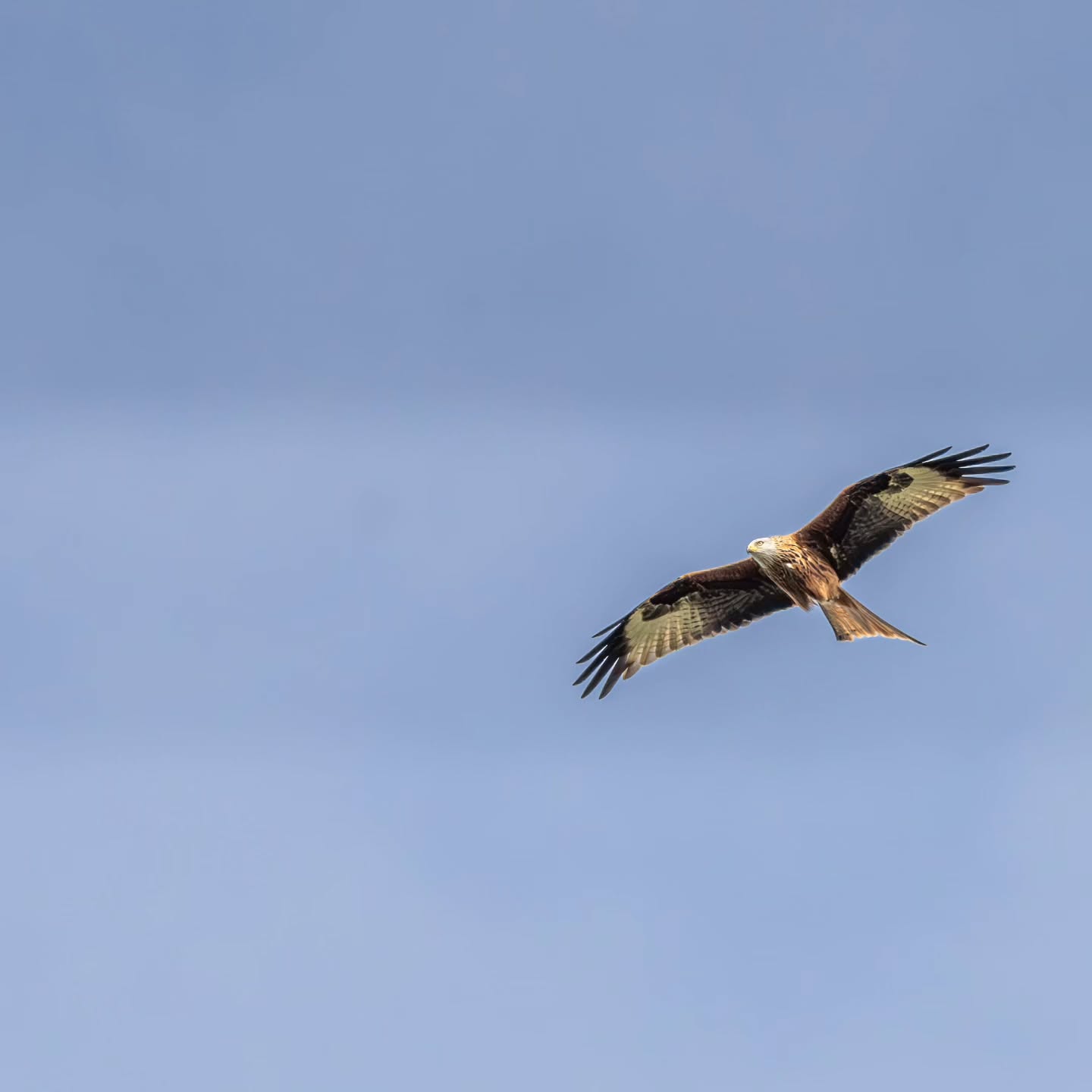 One moment it was just a shape drifting quietly overhead…
The next, it was right above me.
A red kite gliding effortlessly across the sky at @spetchleygardens — one of those moments that makes you stop, look up, and just take it in.
Sometimes the best wildlife encounters aren’t planned. They just happen when you’re paying attention.
#redkite #birdsofprey #wildlifephotography #birdphotography #naturephotography