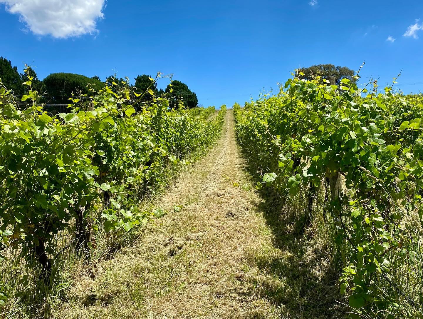 Tasting the wines @crftwines today. Good to catch up with old mates!
#winetasting #adelaidehills #adelaidehillswine #rosé #grüner #grunerveltliner #wineflight #southaustraliawine #tasty