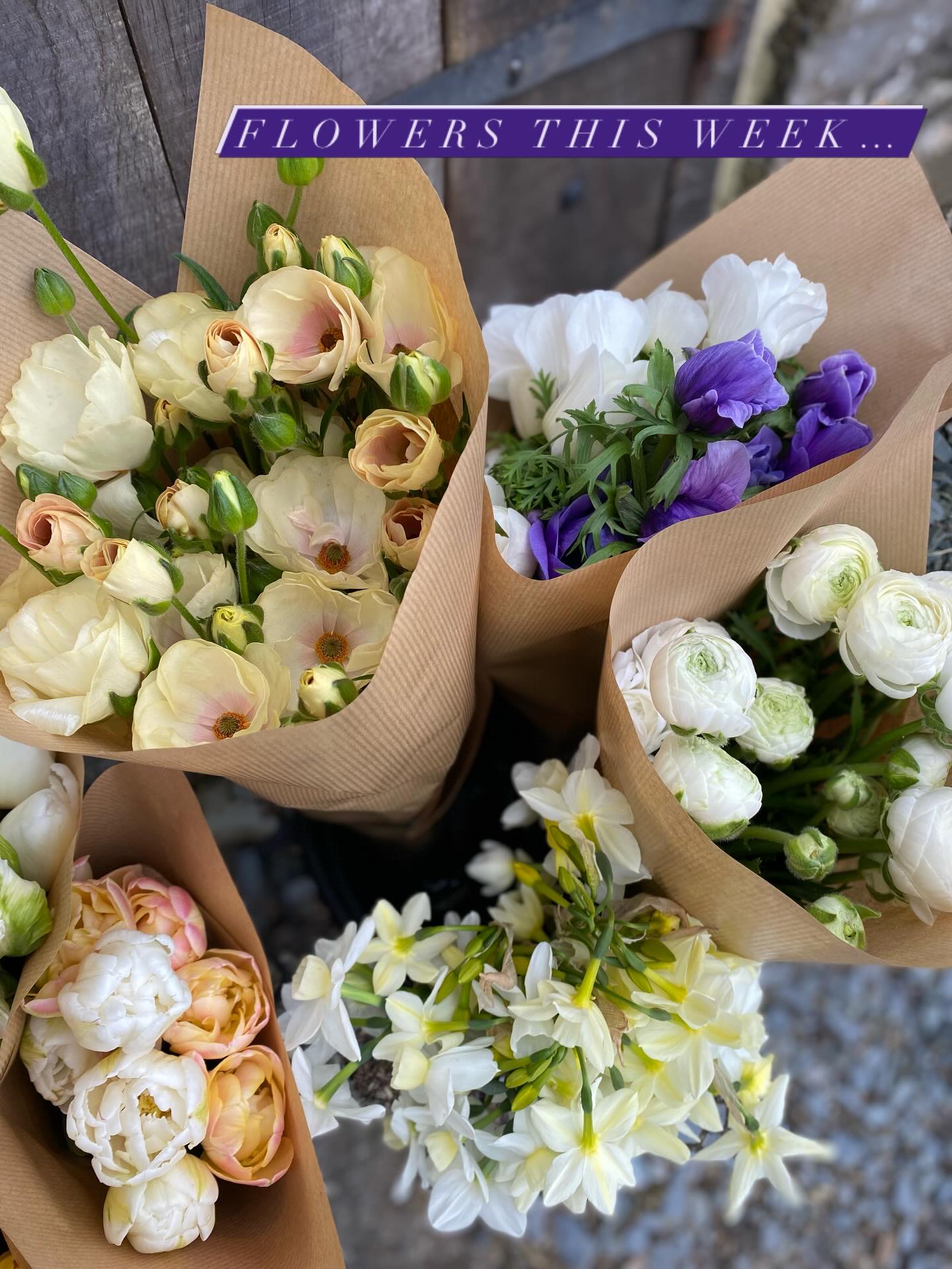 Some of this weekβs flowers which headed off to lovely florists in Devon and Cornwall for weddings and other events ππΈπ€
Some flower names in the photos but also tulips hakuun, green parrot π¦ and foxy foxtrot π¦; butterfly π¦ ranunculus Eris and Ariadne; anemones the edge, Rosa chiaro and panda πΌ. π