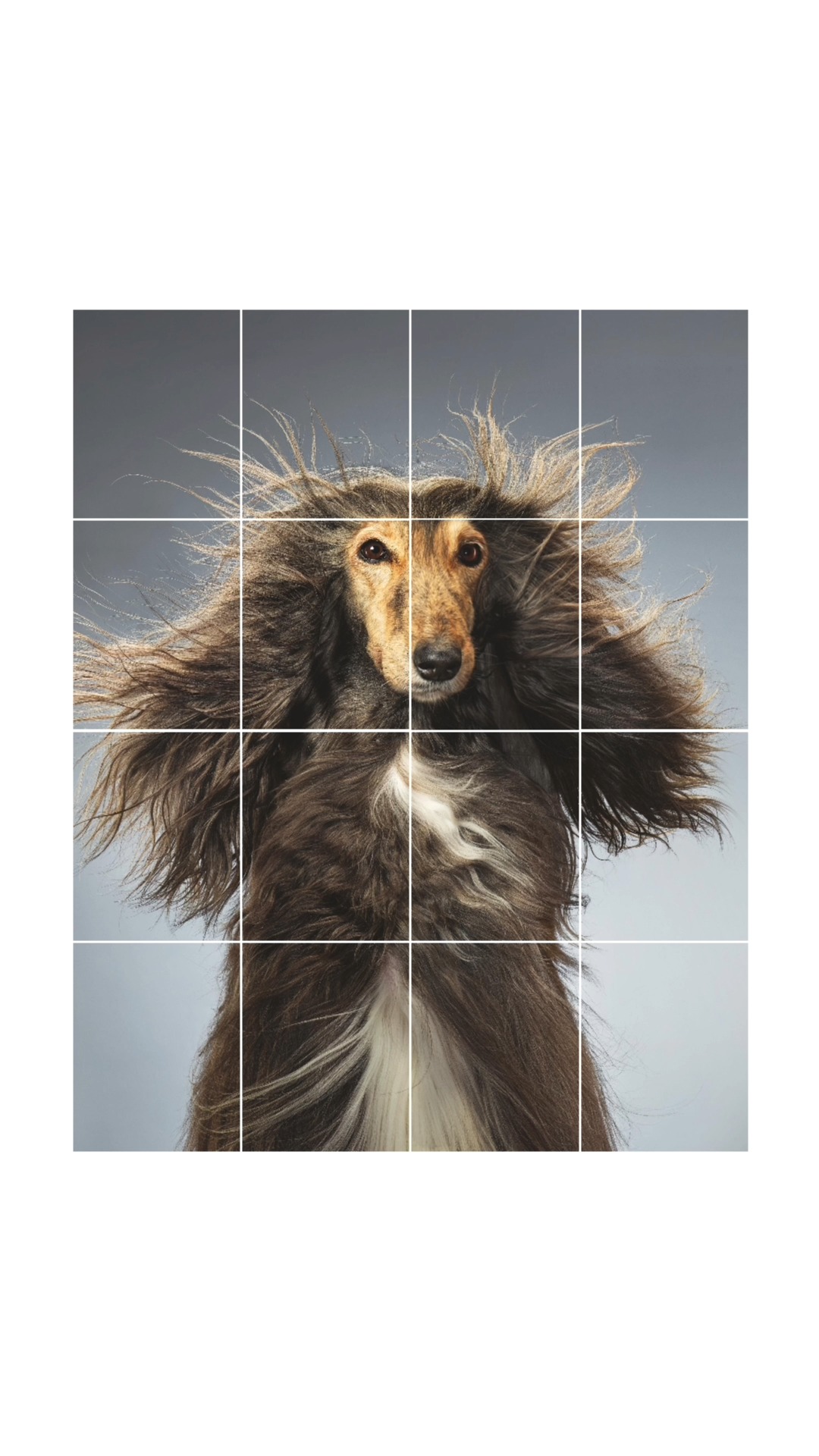 Best In Show: How Our Pampered Dogs Became Big Business.🐾
Sophisticated living isn't just for humans—it’s a lifestyle we share with our most loyal companions. Read the full feature as seen in the latest Christie's International Real Estate Magazine. Contact me directly to request your complimentary copy and dive into this fascinating story.
Discover what's possible.
Marisol Rocha
Fortune Christie’s International Real Estate
Contact me directly to find your dream home
@marisolrochahomes
#MarisolRochaHomes #DogLovers #ILoveMyDog #DreamHome #Florida