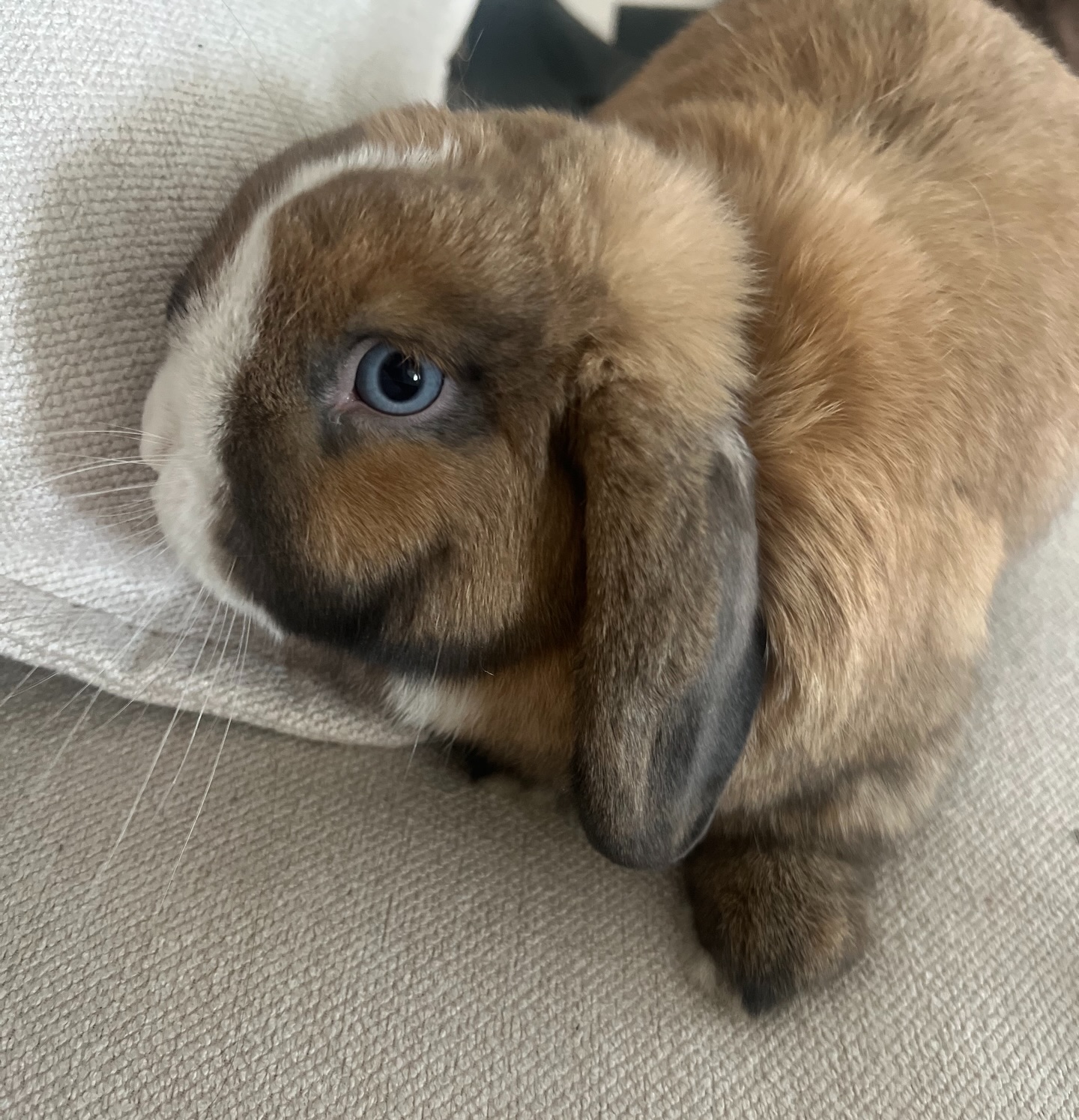 CLOSED FOR EASTER BREAK ✟
We will be taking a short break to celebrate Easter and all it means for our family.
During this time, we won’t be contactable
For bookings, our online system is up and running:
BOOK NOW:
https://book.clientdiary.com/business/fauxhairreplacement
Happy Easter every one! #i can’t wait to hear how your long weekend went!
(Photo of Joaquin- because his cute)
#easter2026 #easterbreak #holyweek #bunny