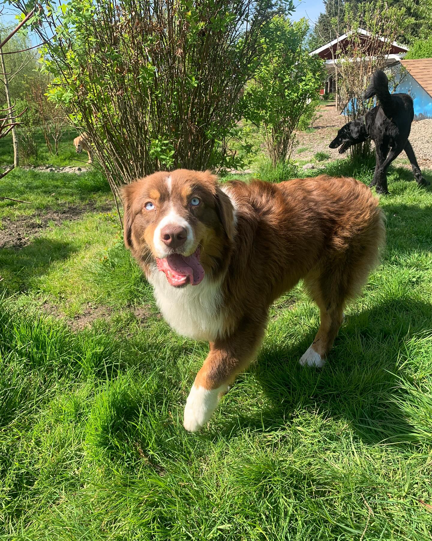 Love these pups 🐶