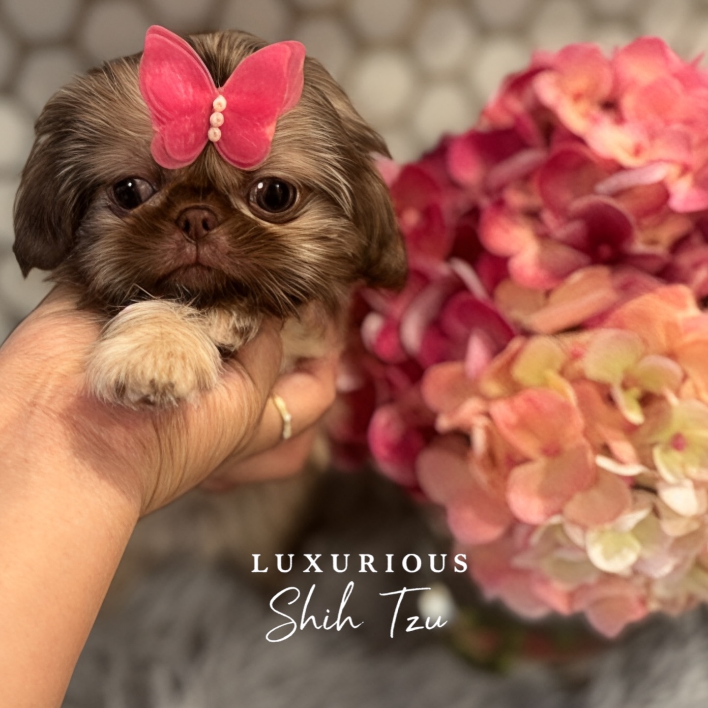 Our stunning cream liver girl Mia will be leaving the nest very soon and heading to New York to live her best life with her forever family 🤍🐶
www.luxuriousshihtzu.com
✈️ Shipping Available
📍Los Angeles, CA
#ShihTzuPuppy #PuppyLove #LookingForAHome #ForeverHomeWanted #shihtzulove