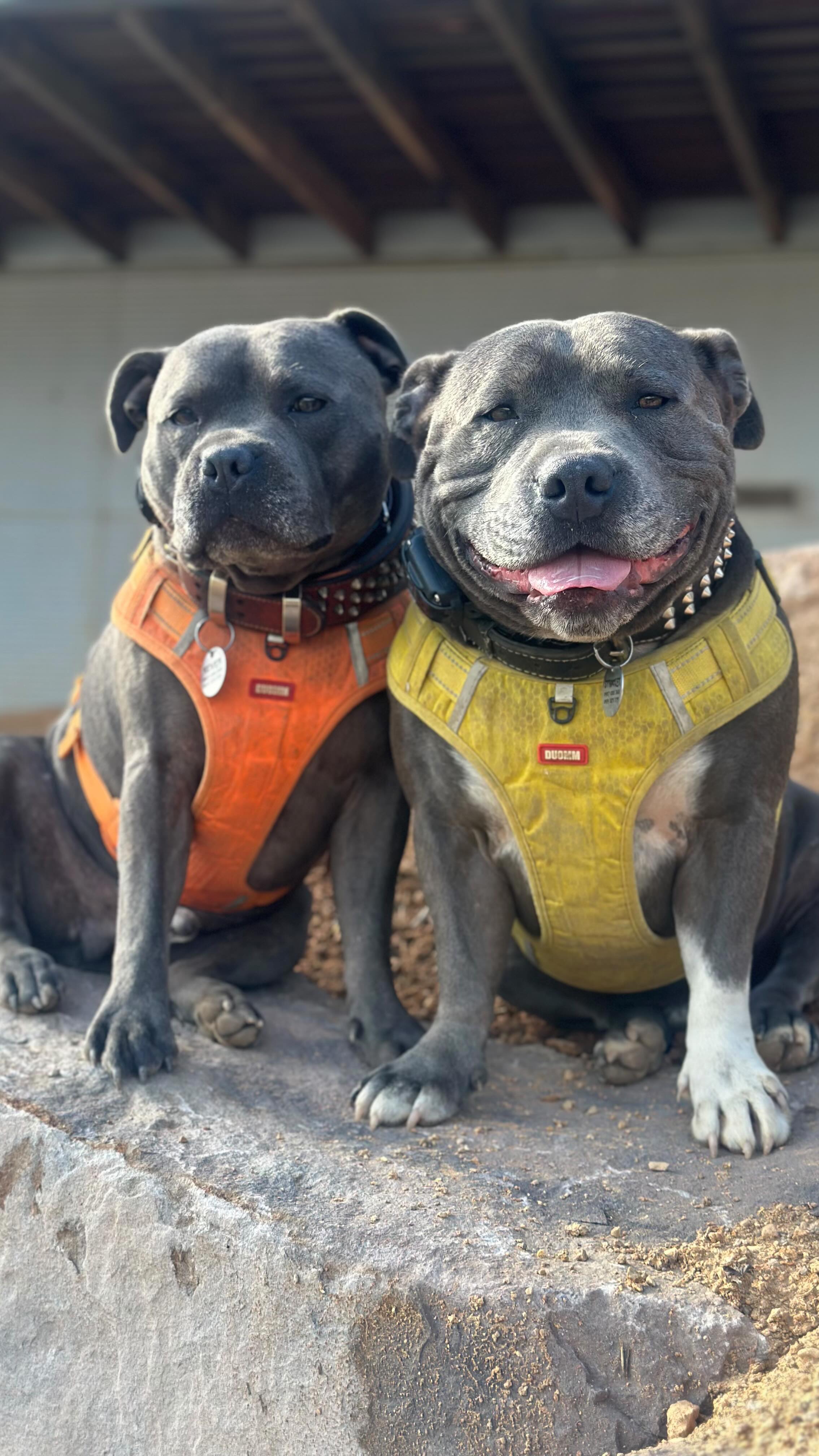 Here are our supervisors doing what they do best — standing around, judging everyone’s work, offering zero help, and acting like they own the whole site. Promotions pending.#staffyloversofinstagram #thumbsupgardencare #thechicksthatdigthedirt #staffy #staffymoments