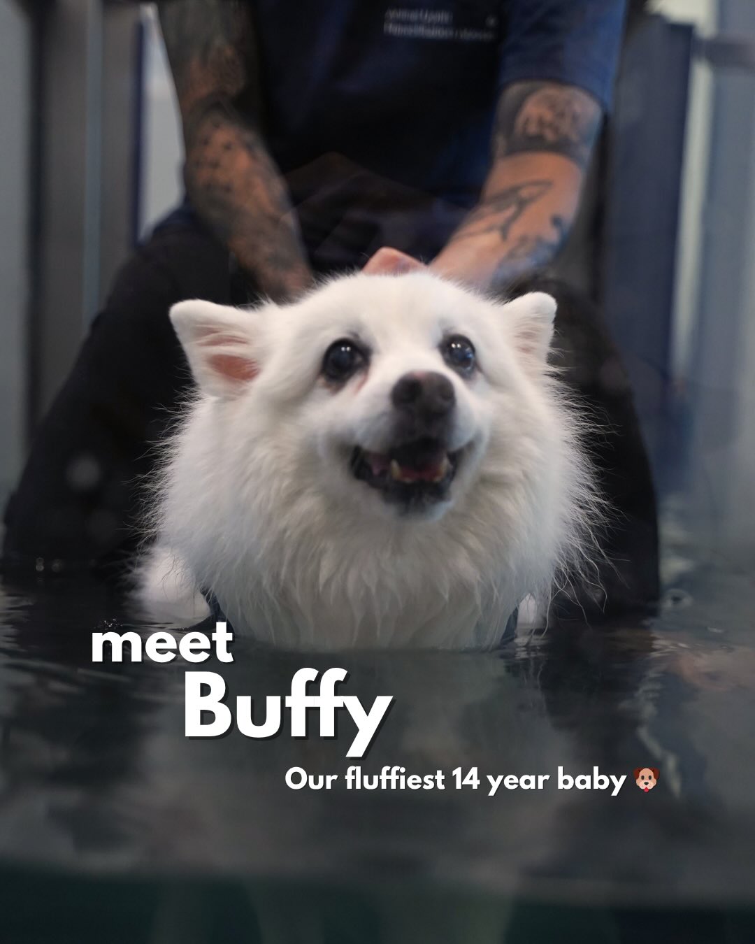 MEET: our fluffy senior baby, BUFFY โผ๏ธโค๏ธ
Sheโs here to build up her strength and continue to stay active and strong ๐ช๐ผ
๐57 Jalan Tua Kong