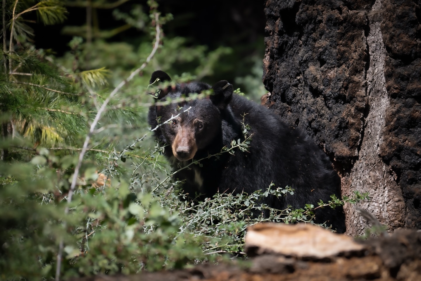 Unbelievable finding this den hidden in a burnt out tree. Mama bear was easily able to disappear in the den with her cubs. It’s crazy to think about all the bears I’ve probably walked by without even knowing they were there.
.
.
.
.
.
.
#blackbear #californiawildlife #bears #wildlifephotography #naturephotography