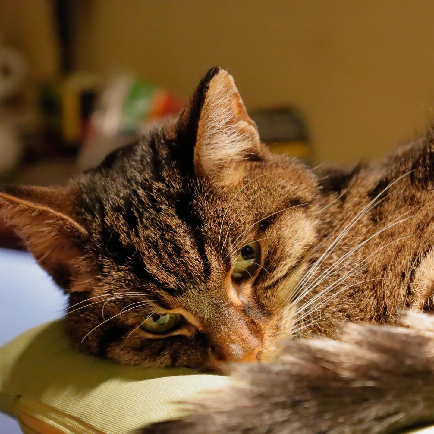 Leni | *24. März 2012 | † 30. März 2026
Wir kannten uns seit fast 14 Jahren und eigentlich hattest du mich schon beim ersten Date ausgeguckt. Aber wir entschieden uns für deinen Bruder.
Im September 2018 fanden wir dann doch zueinander und du zogst bei mir ein als wäre es das Selbstverständlichste der Welt. Seitdem waren wir ein Team – und du meine süsseste, nervigste, liebenswerteste, tröstendste, launischste, lustigste und zickigste Partnerin. Danke dafür!
Gestern musste ich dich auf deinem letzten Weg in diesem einen deiner Leben begleiten und wünsche dir das Beste für deine Reise über die Regenbogenbrücke. Du fehlst schon jetzt und wirst es noch lange tun …
Tschüss Süsse!