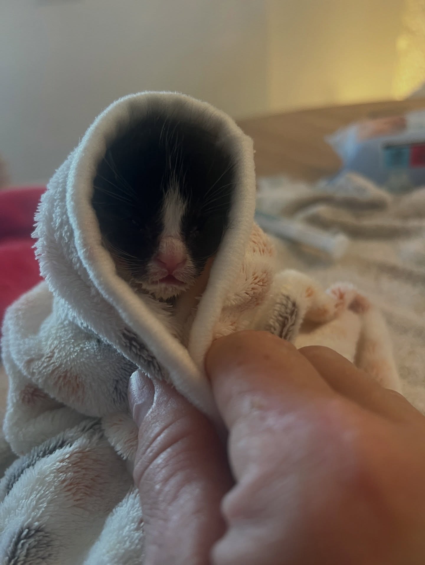 Kleine kittens, grote zorgen… 🐾💔
Ze begonnen zo mooi. Echt volgens het boekje.
Ik schreef het nog met een gerust hart.
Maar zij… het kleinste zwart-witte meisje… was vanaf het eerste moment al het meest fragiel. Slechts 116 gram. Zo breekbaar, zo afhankelijk. En toch… ze vocht. Ze groeide zoals het hoorde met netjes 10 gram per dag. Elke dag die kleine stapjes vooruit, zo trots was ik op haar.
Tot afgelopen vrijdag.
Alsof er ineens een knop omging. Ze wilde niet meer drinken. Ik probeerde alles, hielp haar, dwong voorzichtig… hopend dat het maar een dipje was. Dat ze er weer bovenop zou komen.
Maar het werd geen dipje…
Ze weigert haar voeding nu al dagen. Sinds vorige week zaterdag is ze niet meer aangekomen en moet ik haar al dagen dwangvoeren. Vandaag ben ik ook gestart met onderhuids vocht toe te dienen want het gaat niet goed. 🥲 Vanavond krijgt ze een sonde… Omdat ik haar niet wil en mág kwijtraken zonder alles te hebben geprobeerd en zonder alles te hebben gegeven.
Dit kleine lijfje… nét 160 gram… en toch zo ontzettend dapper.
Ik vecht voor haar. Met alles wat ik heb.
Omdat elk leven telt.
Omdat elk zieltje ertoe doet.
Haar leventje ligt letterlijk in mijn handen.
En omdat zij hier ook hoort.
Straks, over een paar weken… samen met haar broertjes en zusjes, spelend, rennend, de wereld ontdekkend en uiteindelijk haar eigen familie mag gaan vinden. 💛