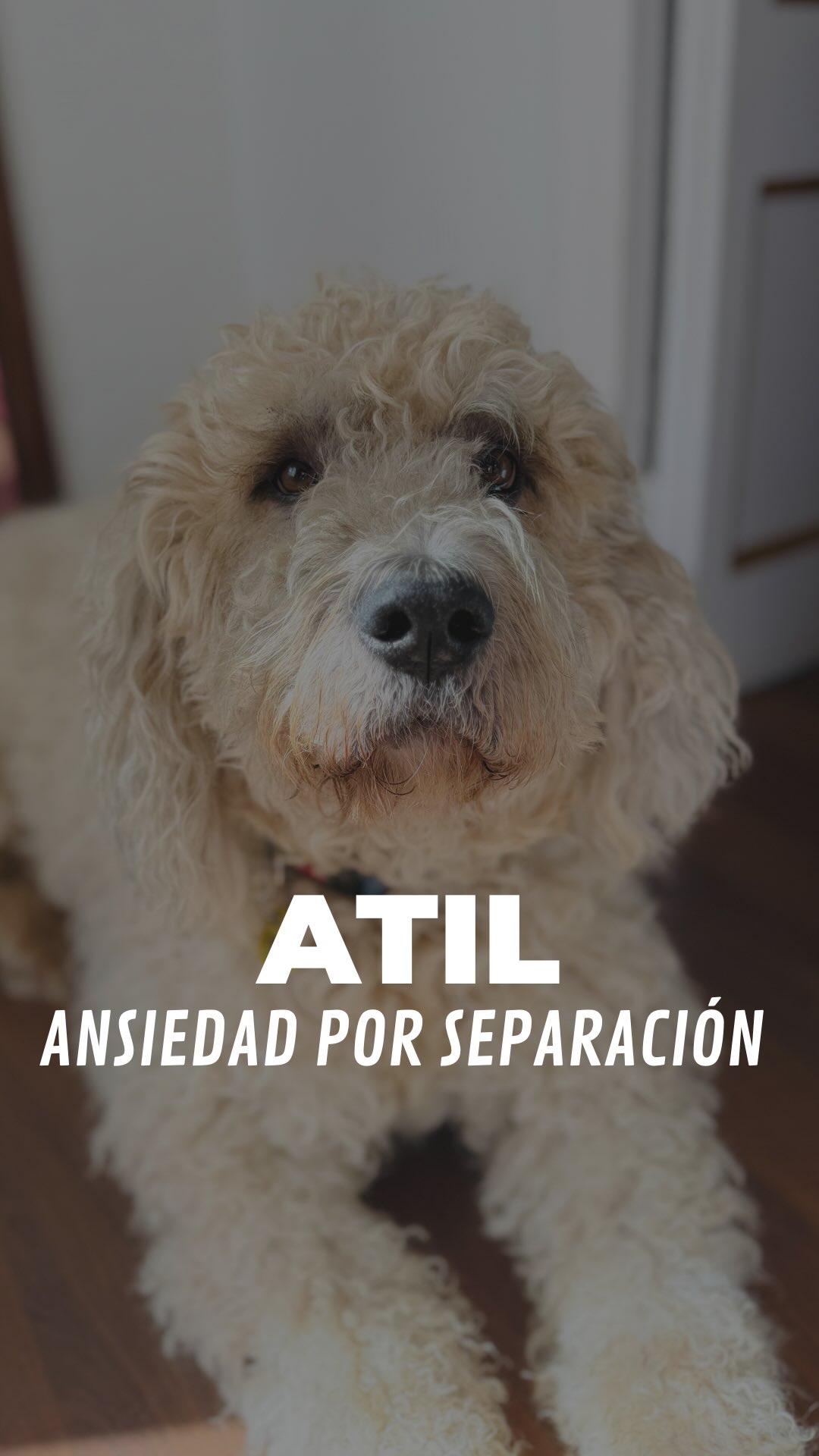 La ansiedad por separación es uno de los problemas más frecuentes en la educación canina y no entiende de edades. Factores como las adopciones, cambios de entorno o rutinas pueden desencadenarla.
1. Ansiedad anticipatoria 😰
A veces nos centramos en la despedida, pero el problema empieza mucho antes. Con Àtil, su nivel de estrés subía solo con vernos coger las llaves, ponernos las zapatillas o echarnos perfume.
2. ¿Ayuda el LickiMat? 👅
Sí, es una herramienta fantástica. El lamido ayuda a regular el sistema nervioso, baja las pulsaciones y libera endorfinas. Pero… el LickiMat no es la solución mágica, es solo un apoyo.
3. Más allá de las herramientas 😌
Para ayudar a Àtil hemos tenido que ir a la raíz:
• Fomentar su autonomía e independencia.
• Trabajar un vínculo sano.
• Neutralizar estímulos.
¿Por qué es tan importante neutralizar los estímulos? 🔑
Porque si el perro llega a la puerta con el cortisol (hormona del estrés) por las nubes, ninguna herramienta (ni LickiMat, ni Kong...) va a funcionar. El cerebro entra en modo "supervivencia" y deja de interesarle la comida.
Si no trabajamos esos "detonantes" previos, el perro ya está bloqueado antes de que salgamos de casa.
La calma es un entrenamiento de fondo. Àtil nos ha enseñado que con paciencia y respetando su umbral de tolerancia, el progreso llega.🫶🏼
¿Y vosotros? ¿Habéis notado si vuestro perro sabe exactamente en qué momento te vas a ir de casa? ¿Cuál es su "detonante" principal? 👇
~
#dogtraining #educacioncanina #ansiedadporseparacion #maresme #lickimat