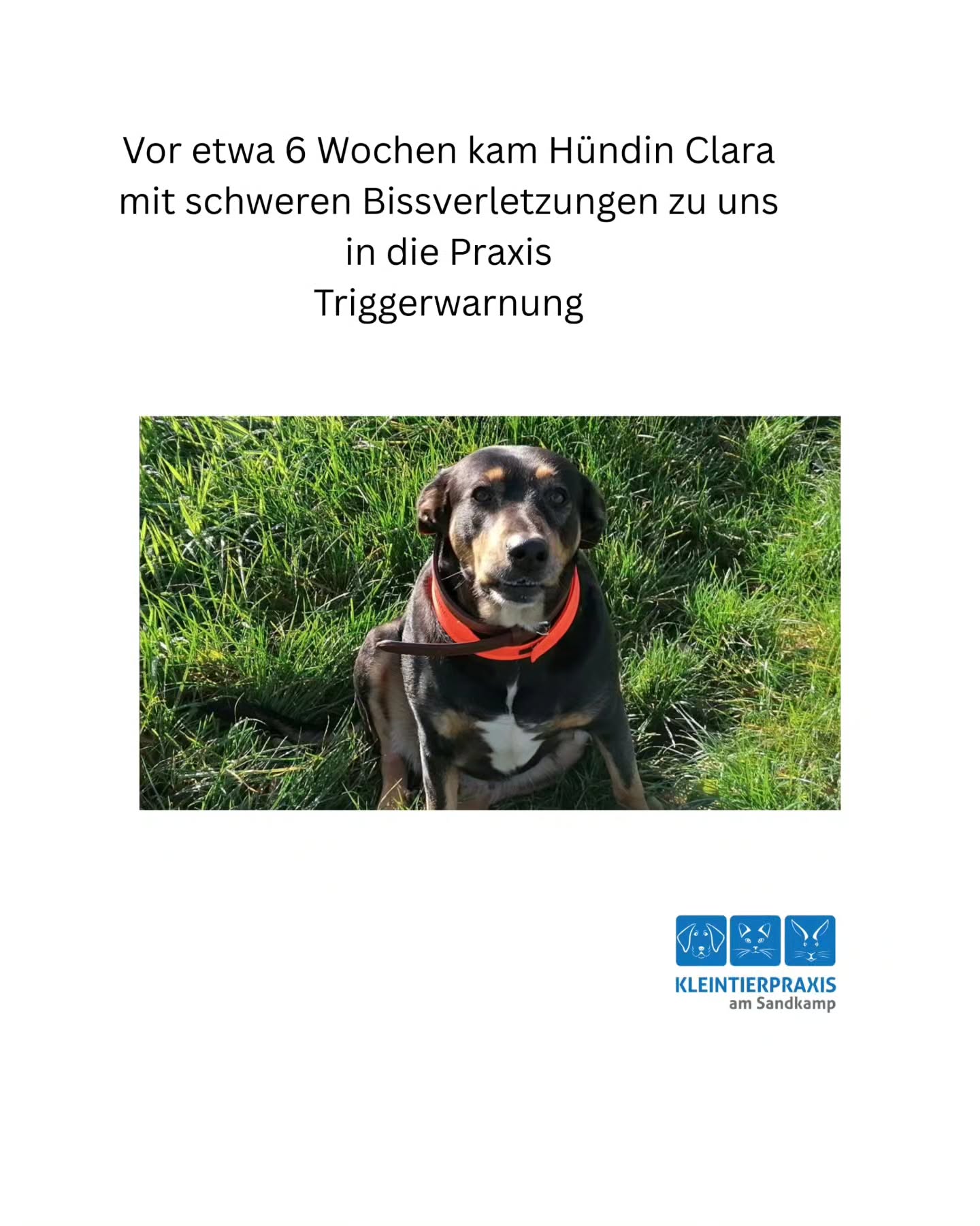 Vor 6 Wochen wurde uns die 11jährige Mischlingshündin Clara vorgestellt. Der Besitzer rief uns am Vormittag auf unserer Notfallhandy-Nummer, die wochentags immer während unserer Sprechzeiten sofort erreichbar ist, an und erzählte, dass seine Hündin gerade von einer gleichgroßen Hündin gebissen wurde und ob er direkt zu uns kommen könnte.
Über das Ausmaß der Verletzung waren selbst wir erschrocken! Clara stand wohl unter viel Adrenalin und war sehr tapfer bei der Untersuchung, doch es stand schnell fest: die Wundversorgung kann nur in Vollnarkose stattfinden. Die gesamte Haut im Nacken- und Halsbereich war von der Muskulatur abgerissen worden. Es wurde ein Tupfer für eine bakterielle Untersuchung genommen, viel gespült und ein Teil der Wunden vernäht. Es entwickelte sich eine Wundheilungsstörung, die wir aber schnell kontrollieren konnten und zusammen mit der guten Wundpflege der Besitzer und Clara's bester Kooperation heilten alle Wunden nach 5-6 Wochen ab.
Es hätte durchaus auch in einer Katastrophe enden können! Wir sind alle sehr glücklich 🍀🐾🥰
