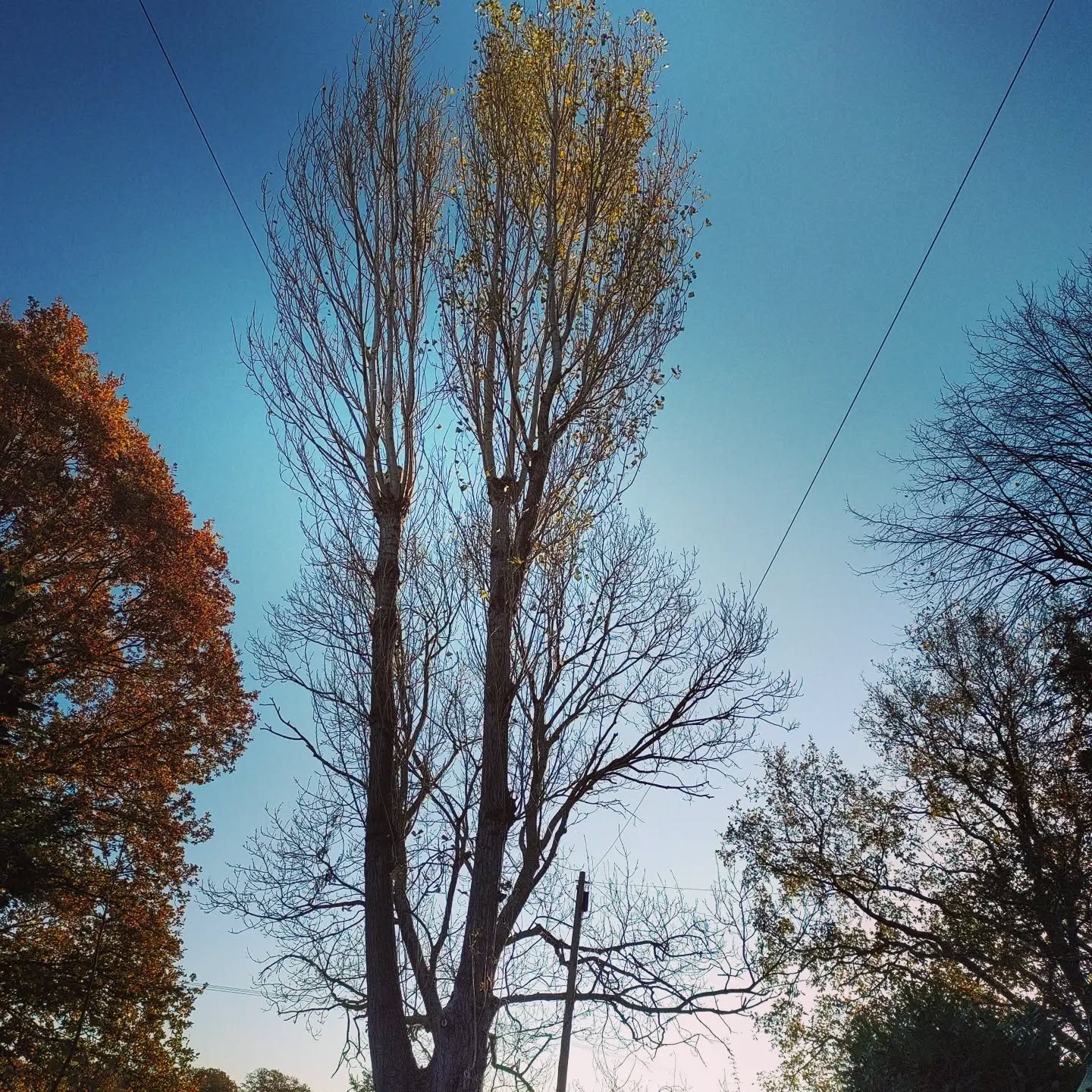 first job of the week we removed this knackered Lombardy Poplar to ground level in Hambrook