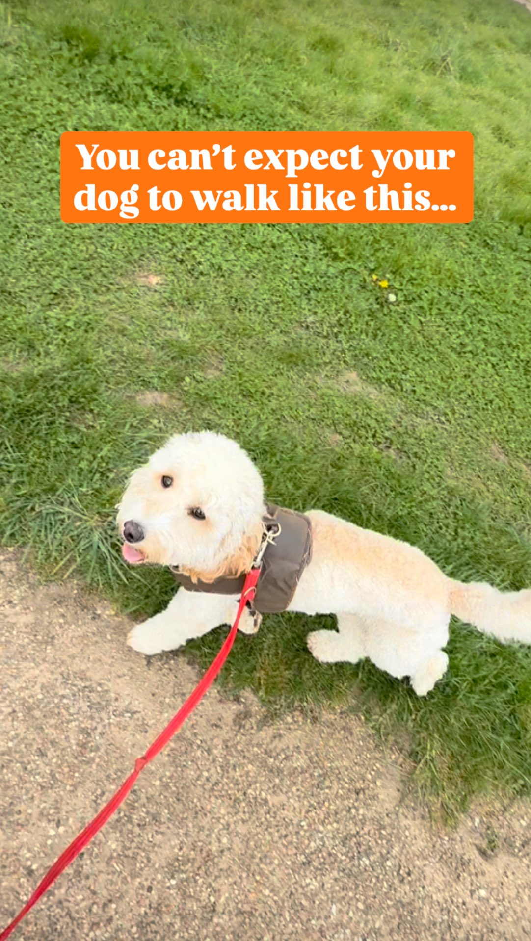 You can’t expect a calm, loose lead walk if your dog isn’t given the chance to be a dog.
Sniffing, exploring, and moving freely aren’t extras, they’re needs. Without that outlet, that energy shows up as pulling, frustration, or lack of focus.
Loose lead walking is a skill, but it’s also a reflection of how fulfilled your dog is. Meet their needs, and the behaviour you want becomes much easier to achieve!
Want to make loose lead walks fun and effective? Pop me a message 😆
.
.
.
#bondfurever #dogtraining #looseleadwalking #dogenrichment #dogtrainingtips
