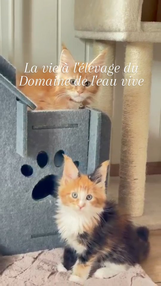 Nos journées sont riches en découvertes, avec maman qui nous surveille 😻
Si tu veux voir nos frimousses, tu peux aller sur www.lescoons.ch 😽
Carine Zimmermann
Éleveuse de Maine Coons
Affiliée au Cat Club Romand
Domaine de l’eau vive
1724 Bonnefontaine
+41 79 281 93 88
#mainecoons #chaton #kitten #elevagechat #chatheureux
