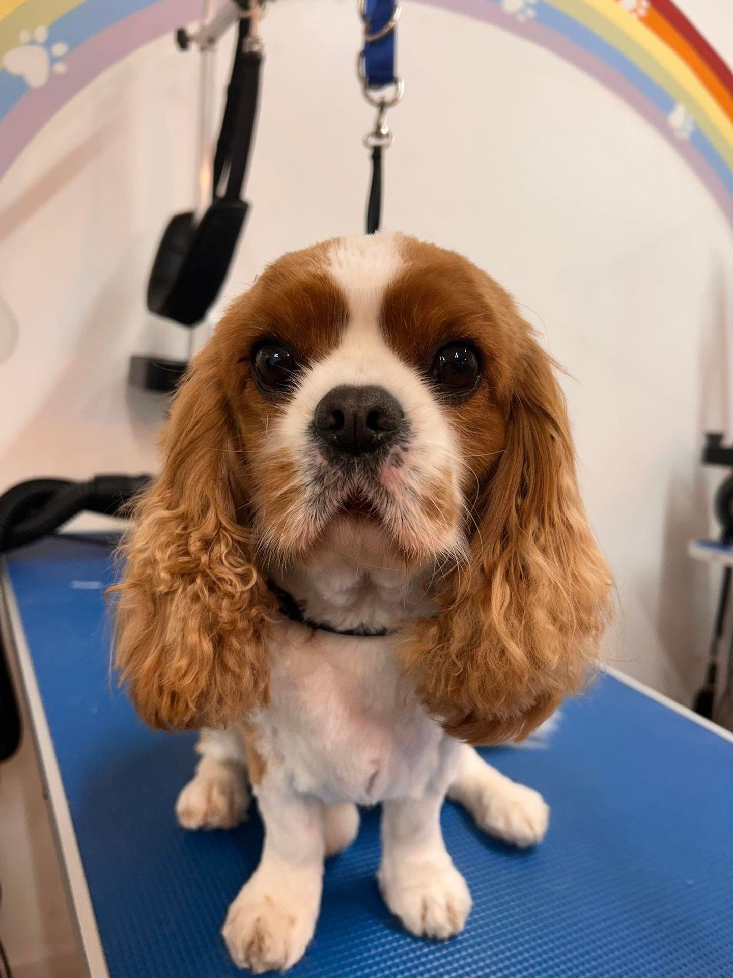 Good morning, happy FriYay! Here’s a peek into some lovely grooms by Sophie! ✂️👑
🦴 Ralph the Cavalier KCS
🦴 Minnie the Schnauzer
🦴 Nala the Yorkie
🦴 Albie the Cockapoo
🦴 Bert the Cross
🦴 Max the Westie
🦴 Molly the Shichon
🦴 Peggy the Cockapoo
🦴 Red the Collie
🦴 Rosy the Bichon Frise
🦴 Ruby the Cavalier KCS
📞 01582 353603