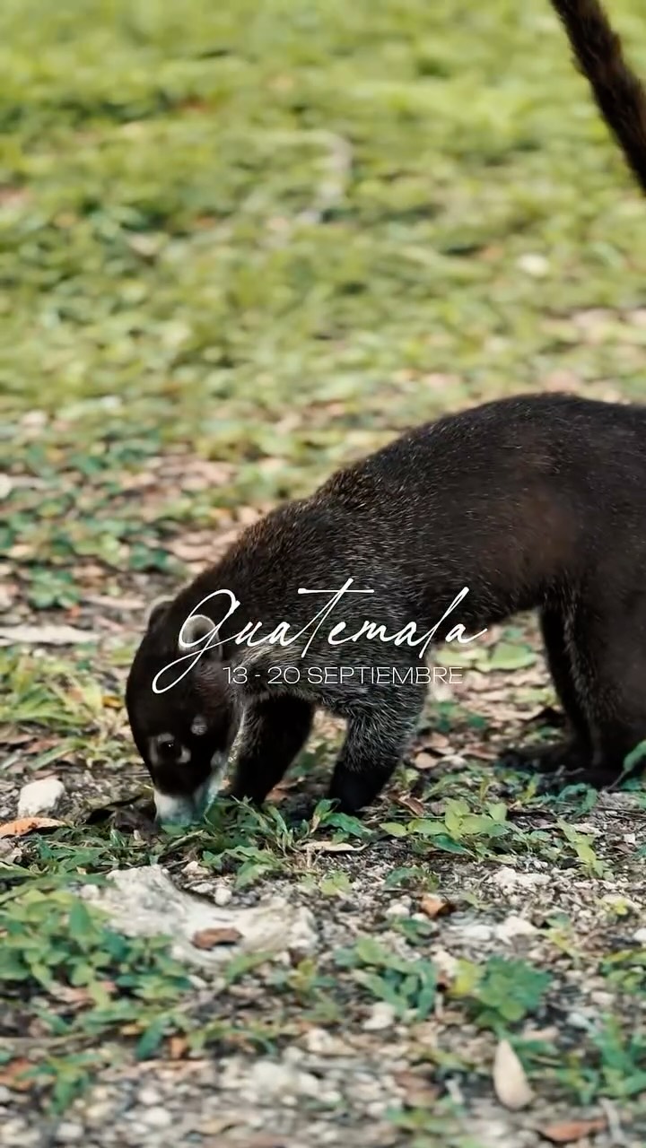 Viajar a Guatemala entre el 13 y el 20 de septiembre es sumergirse en una de las épocas más vibrantes del año. 🇬🇹
En estas fechas, el país celebra su Independencia, llenando las calles de desfiles, música y un orgullo cultural que se siente en cada rincón, desde las plazas de Antigua hasta los pueblos del Lago de Atitlán.
¿Nos vamos juntos a vivir esta experiencia?
📍Guatemala
🗓️ 13 al 20 de Septiembre.