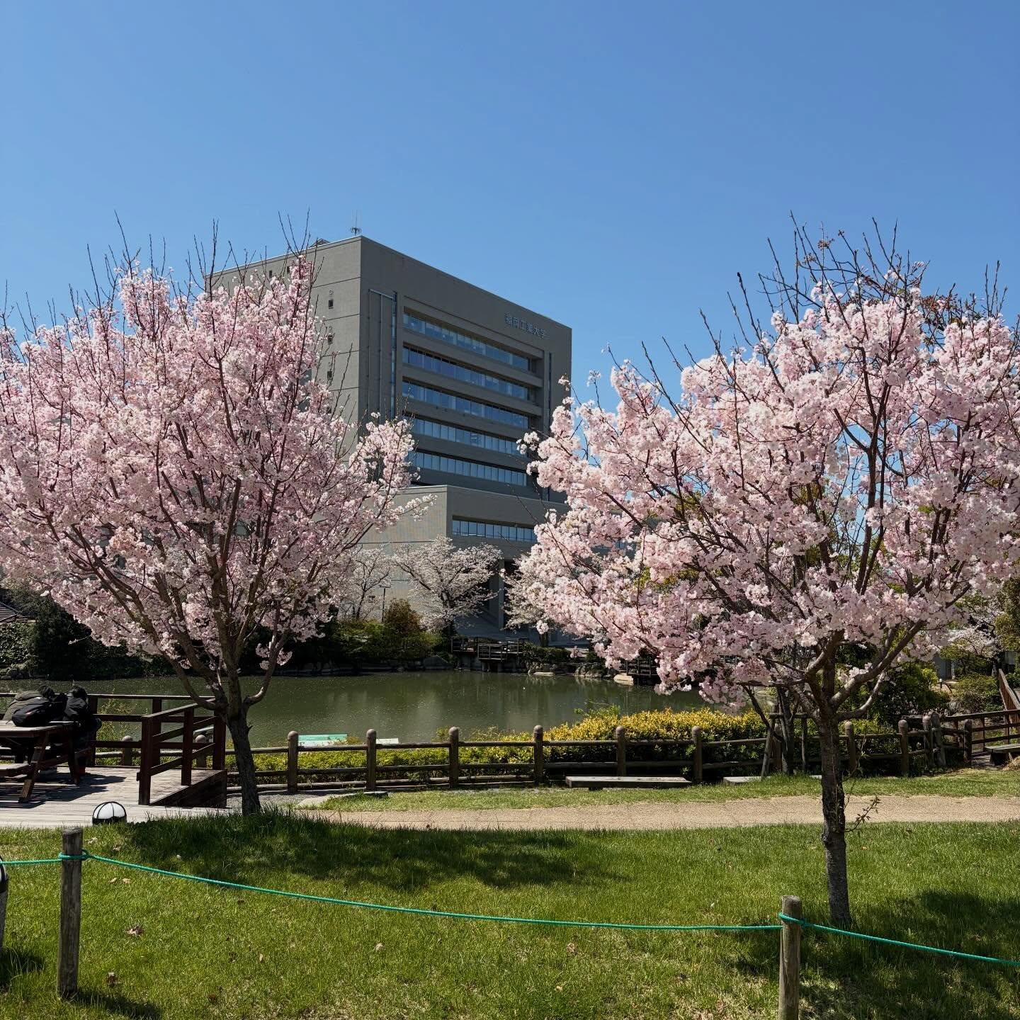 サクラ
福岡工業大学のキャンパスは、植物が豊かに育っています。
美しい。
#福岡工業大学
#サクラ