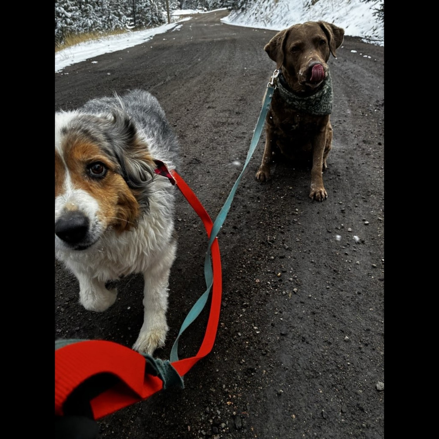 Snowy strolls and sister goals.๐
#WoofHoofMew #petsitting #petsitter #dogsofcolorado #evergreencolorado #conifercolorado #caninecompanions