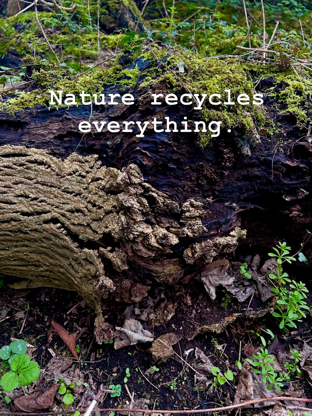 When something dies in nature, it’s recycled. Everything is used again.
We’re the same.
#forestbathing #forestbathing🌲🌲🌲 #forestbathingscotland #forestbathingedinburgh #recycled