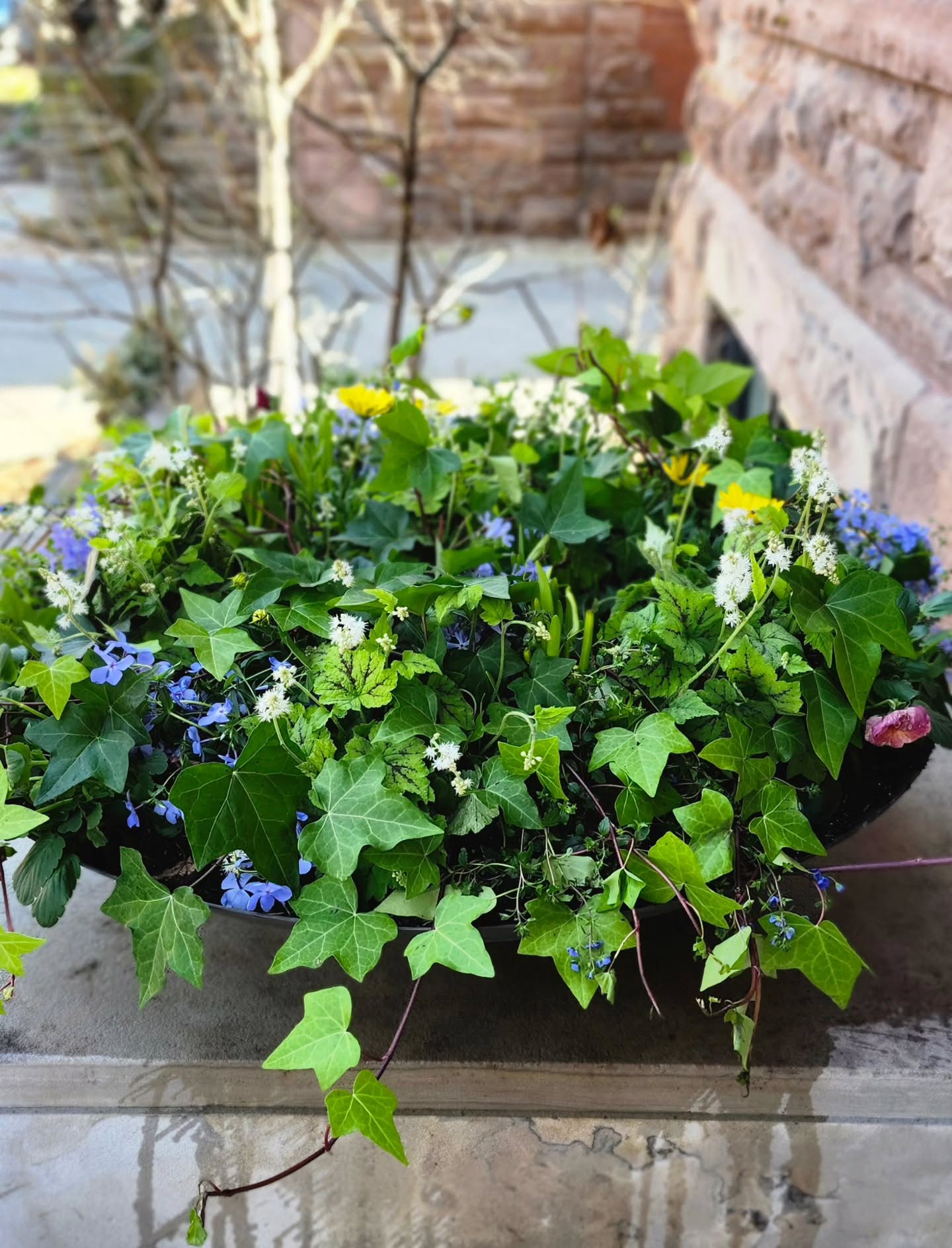 And so it begins! A little spring colour to warm up your chilly days. โจ๏ธ ๐
#lunagardenscapes
#plantermode
#customurns
#seasonalurns
#torontogardeners