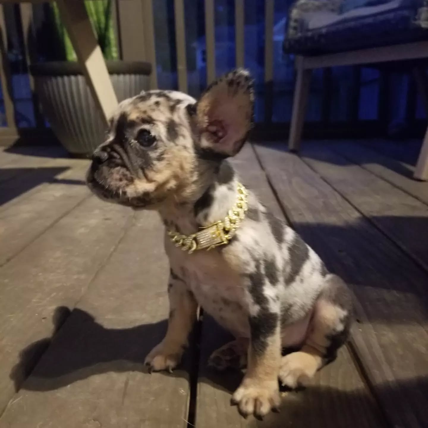 OUR NEWEST INVESTMENT
PRADA MAMA
FLUFFY CARRIER
TESTABLE
MERLE
WE NOT PLAYING OVER HERE !!!
#ittybittykennelsl